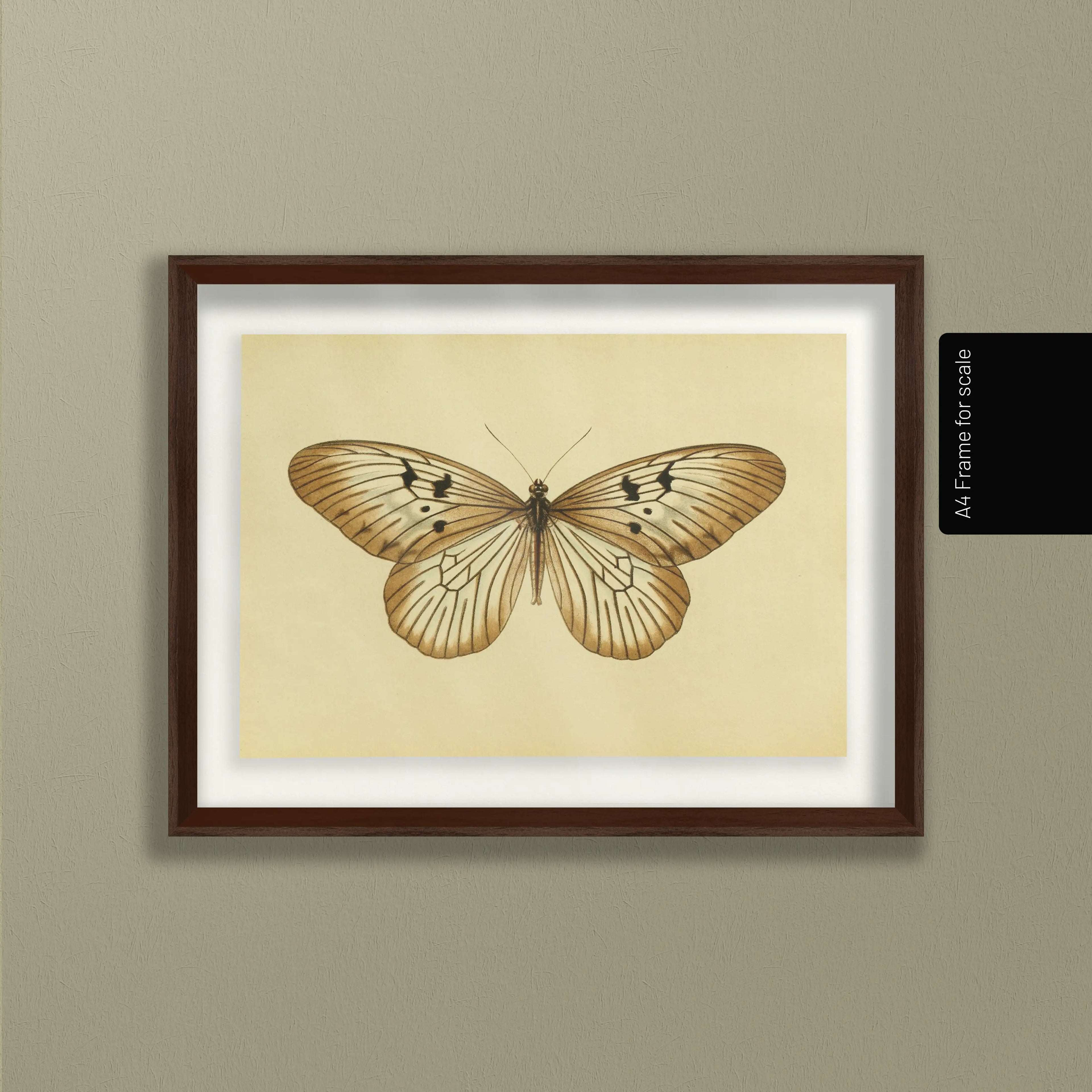 Natural History: Plate No. 71