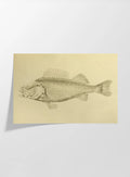 Natural History: Plate No. 72