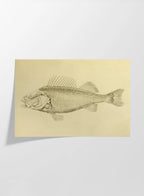 Natural History: Plate No. 72