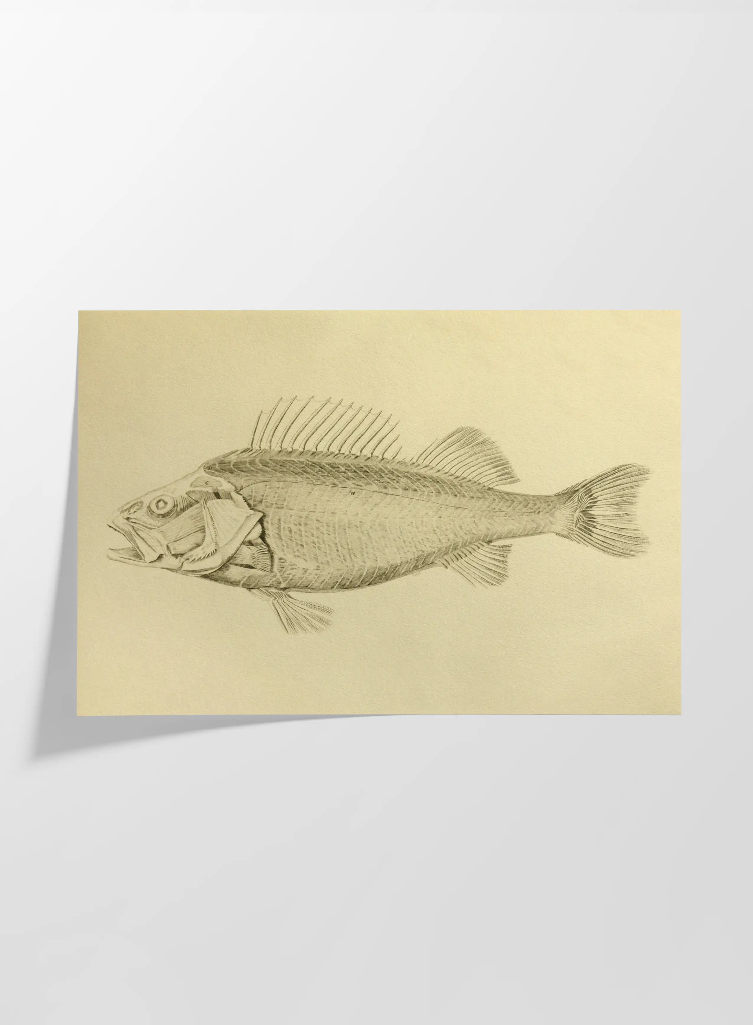 Natural History: Plate No. 72