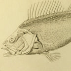 Natural History: Plate No. 72