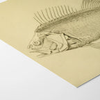 Natural History: Plate No. 72