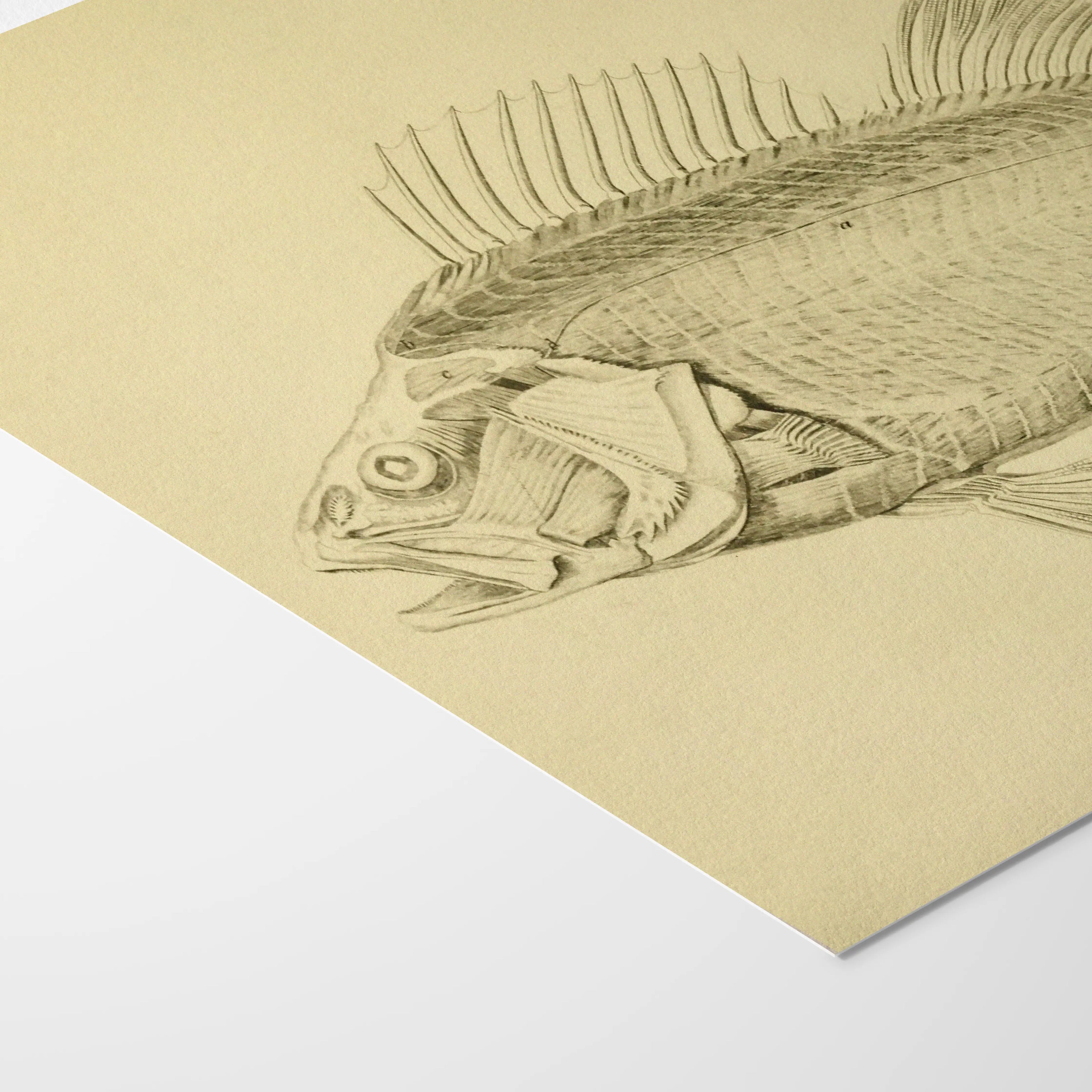 Natural History: Plate No. 72