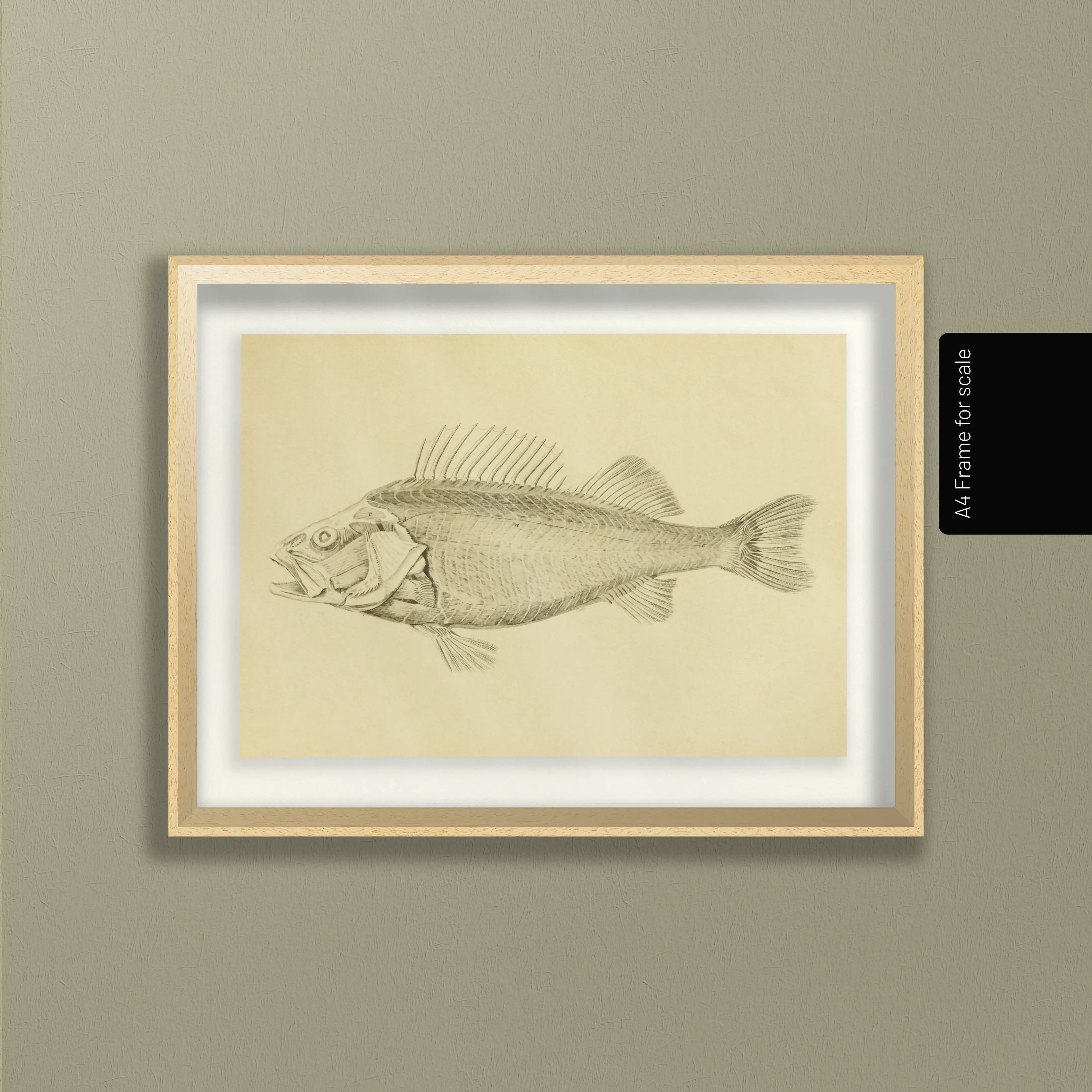 Natural History: Plate No. 72