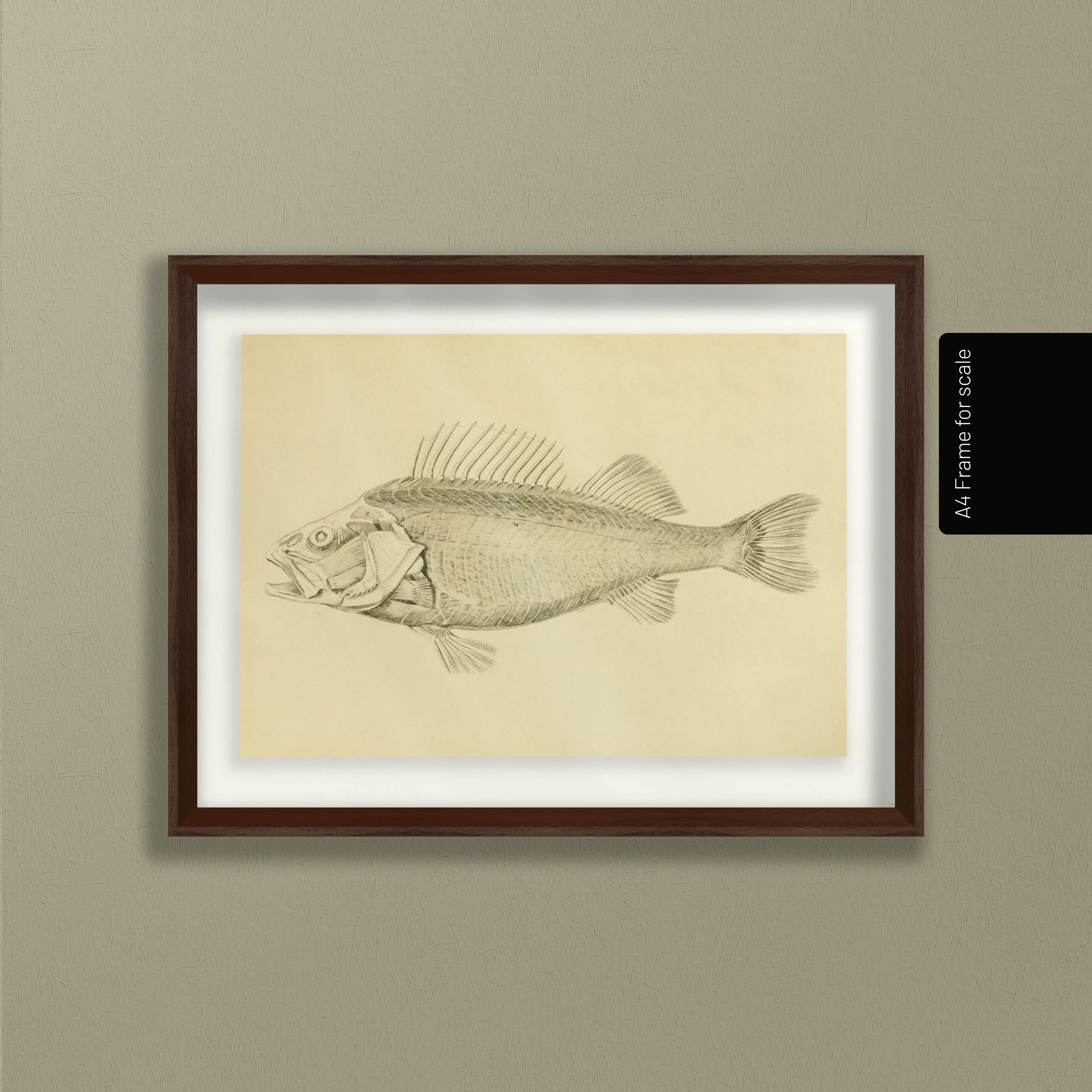 Natural History: Plate No. 72