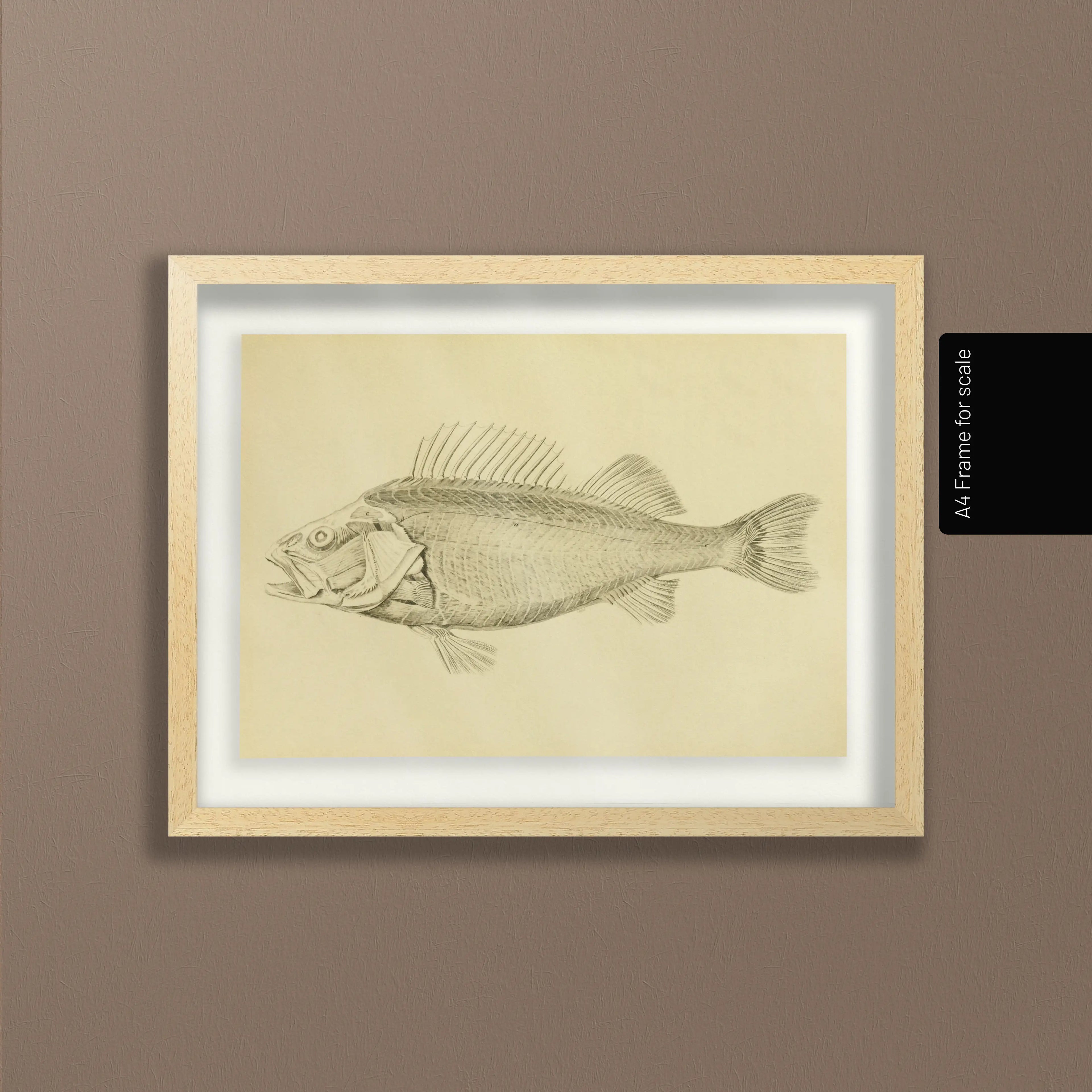 Natural History: Plate No. 72