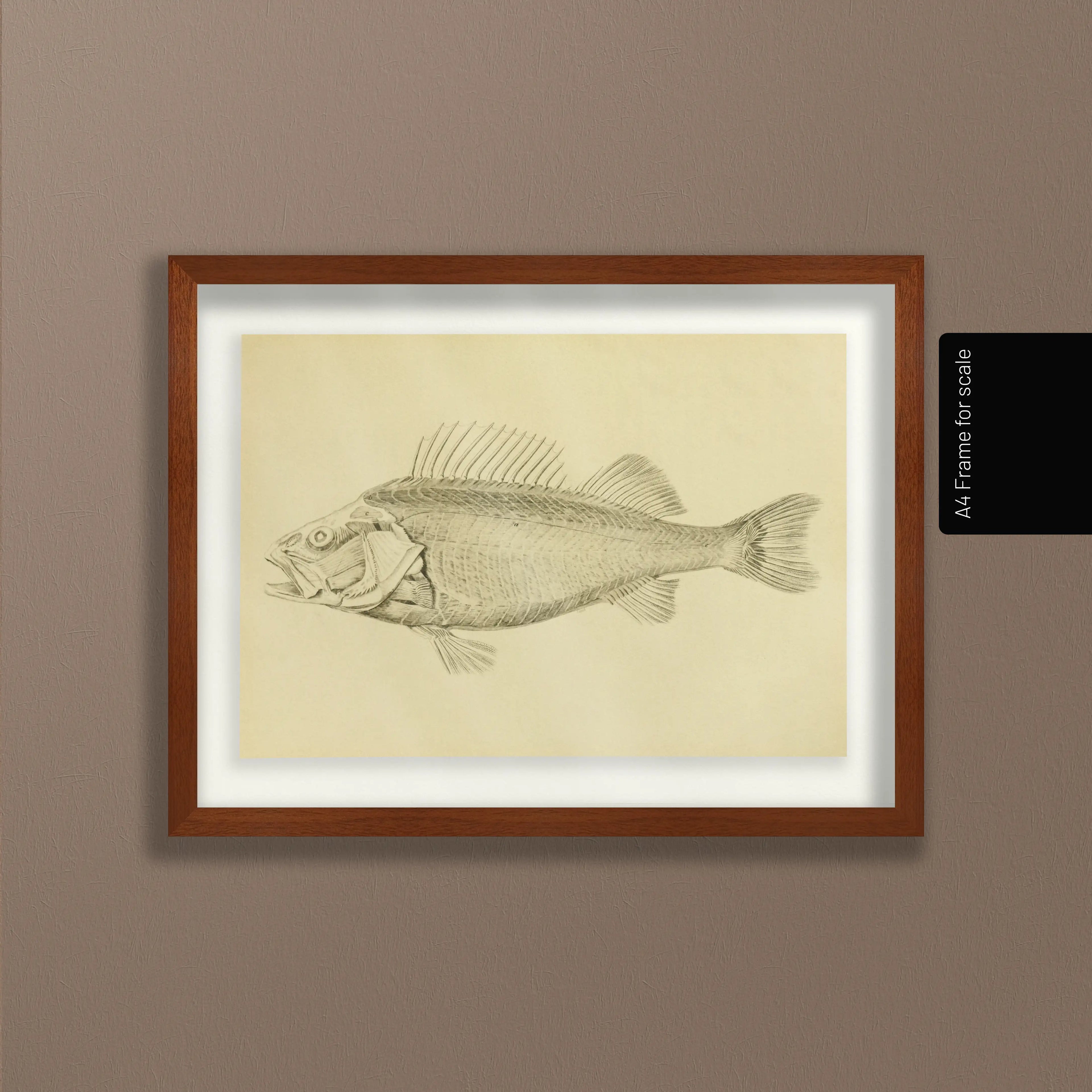 Natural History: Plate No. 72