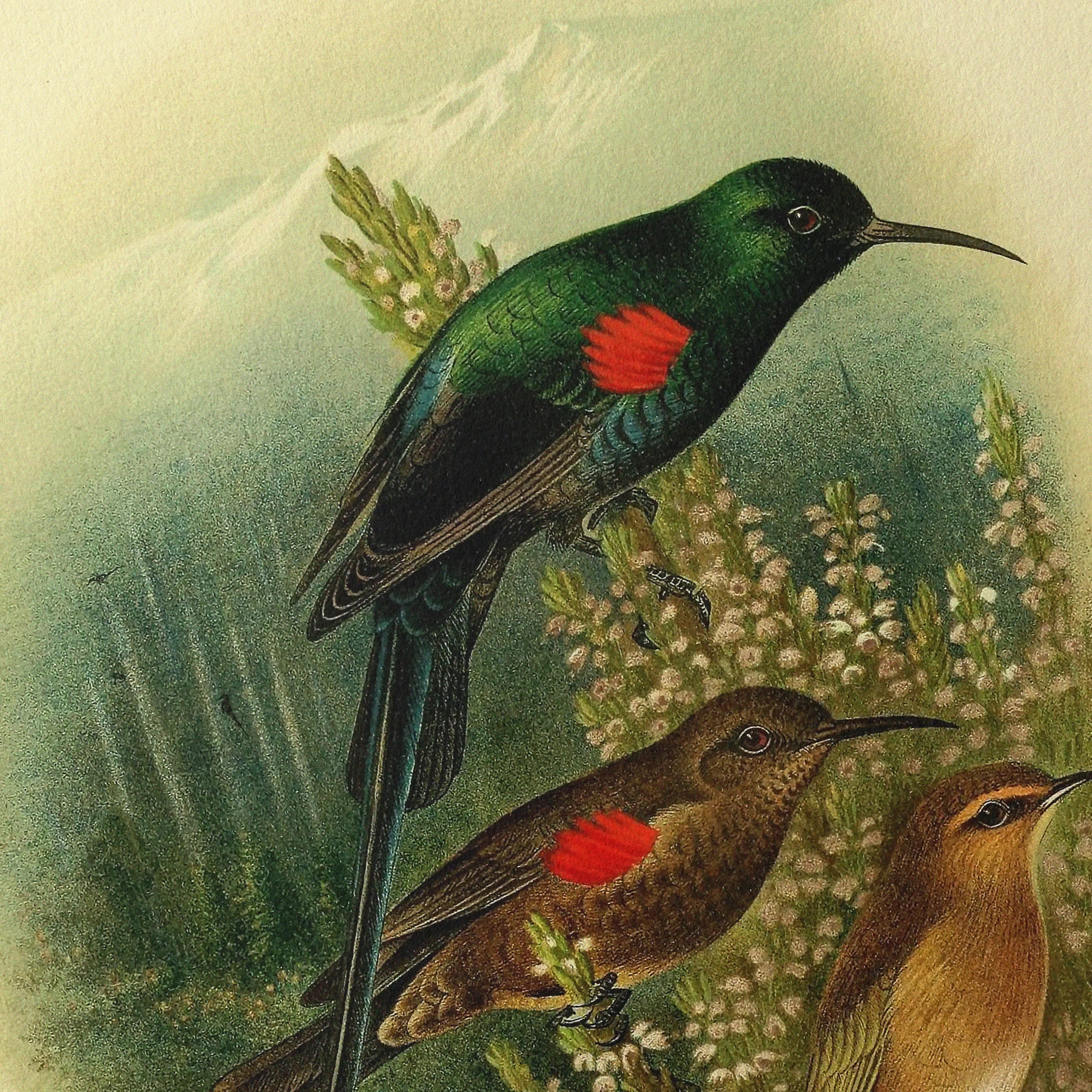 Natural History: Plate No. 73