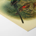 Natural History: Plate No. 73