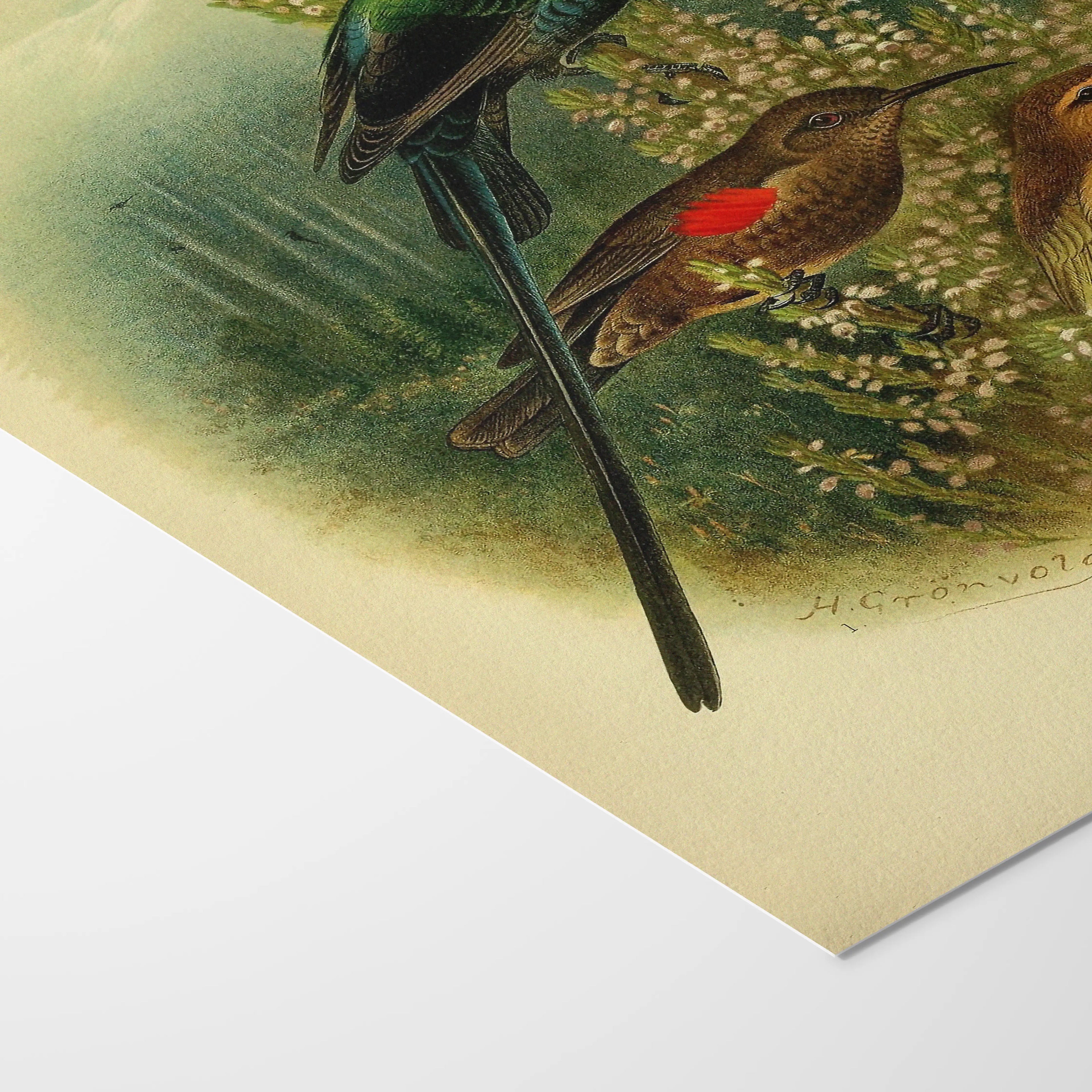 Natural History: Plate No. 73