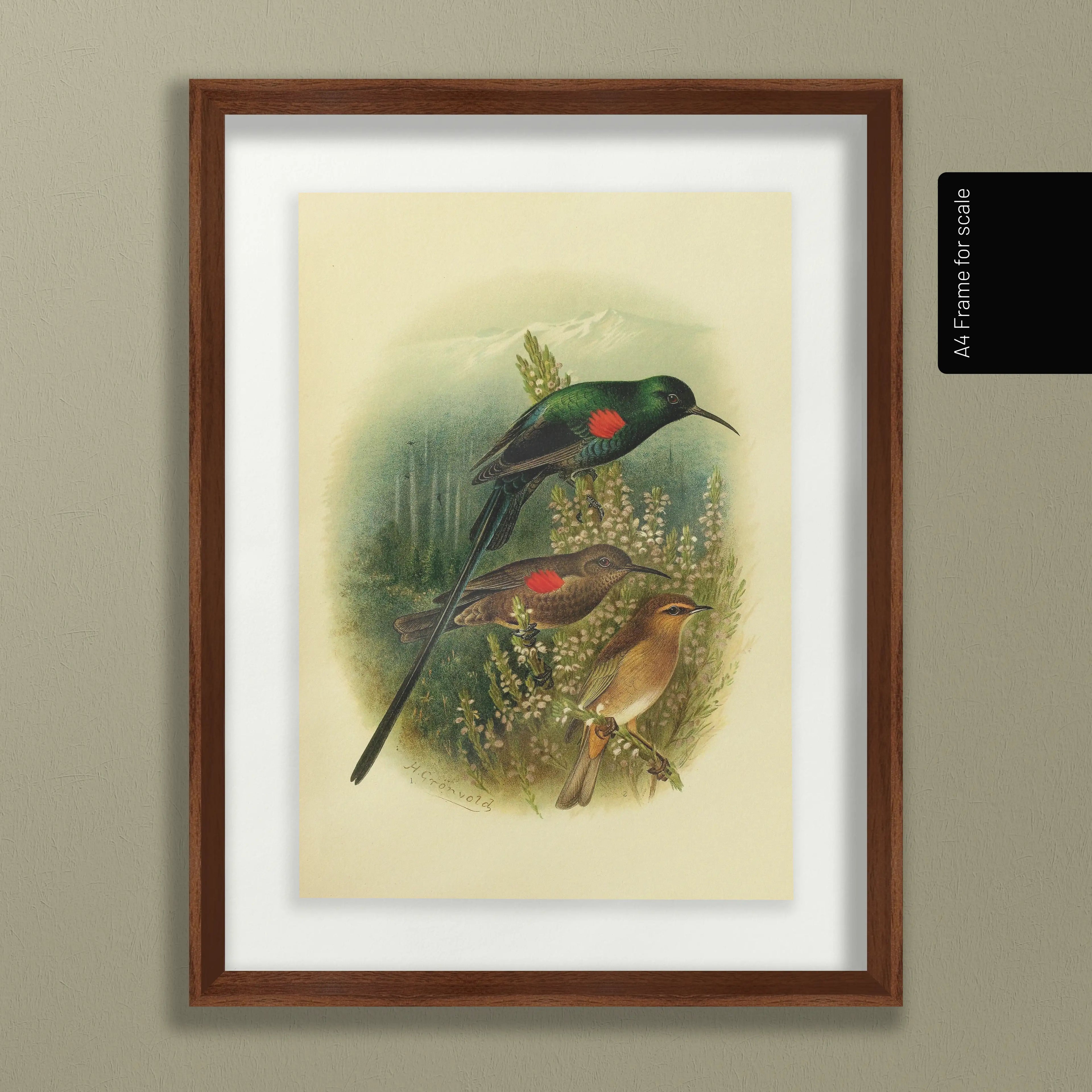 Natural History: Plate No. 73