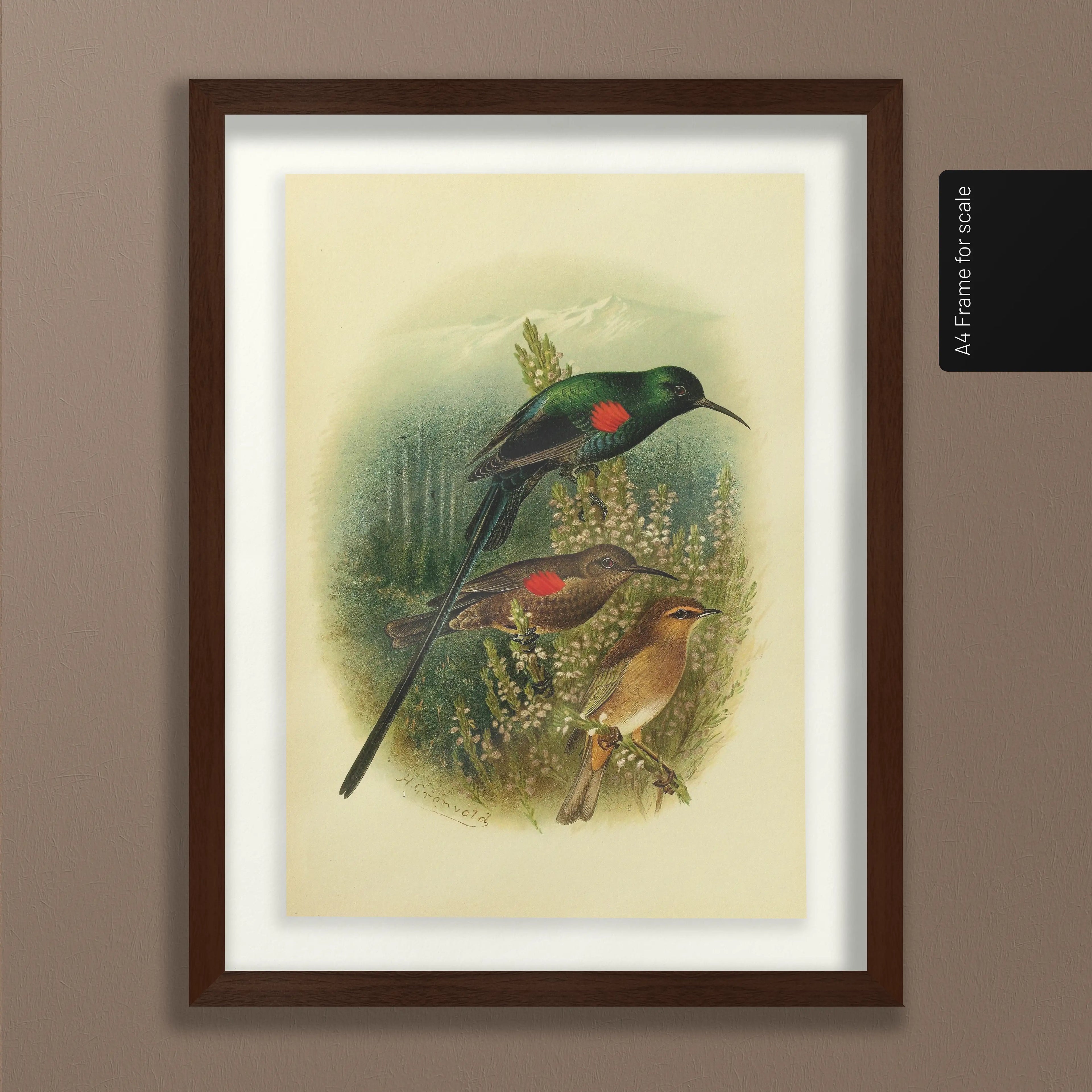 Natural History: Plate No. 73