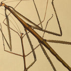 Natural History: Plate No. 74