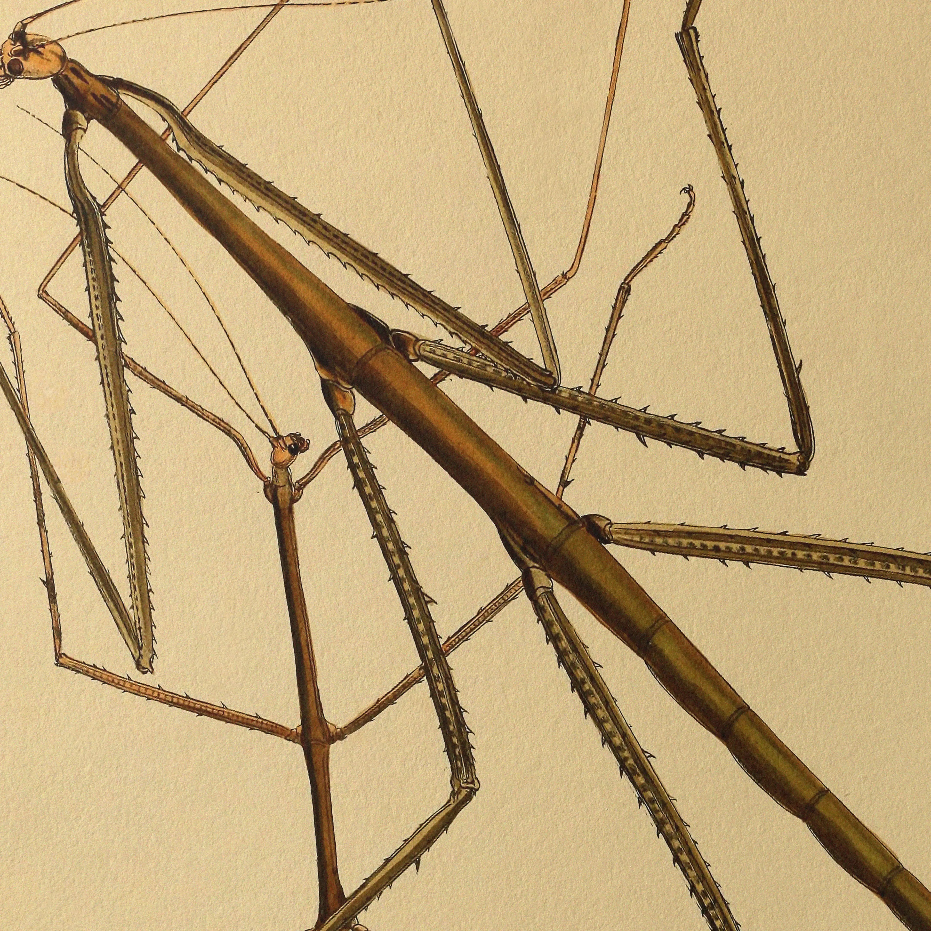 Natural History: Plate No. 74