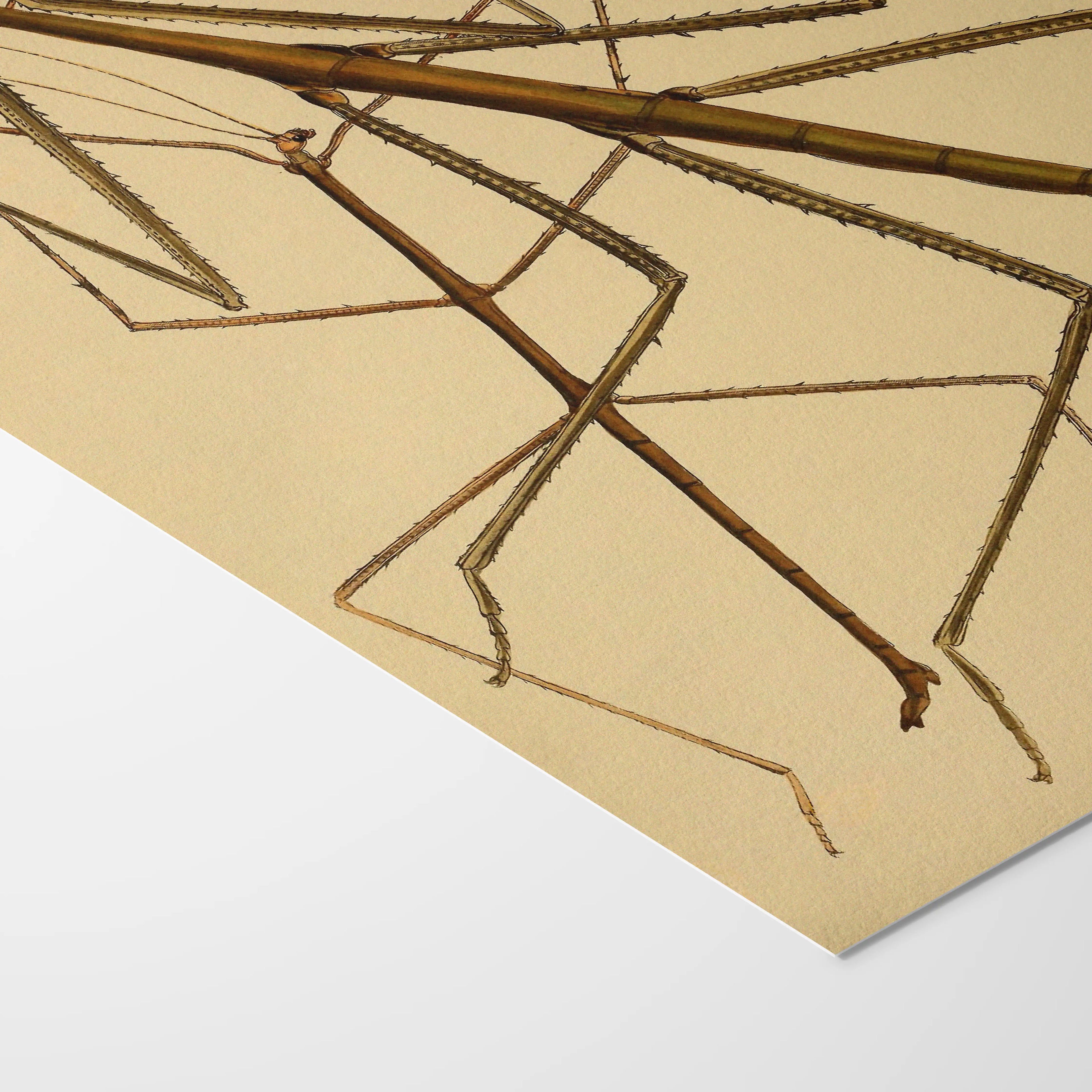 Natural History: Plate No. 74