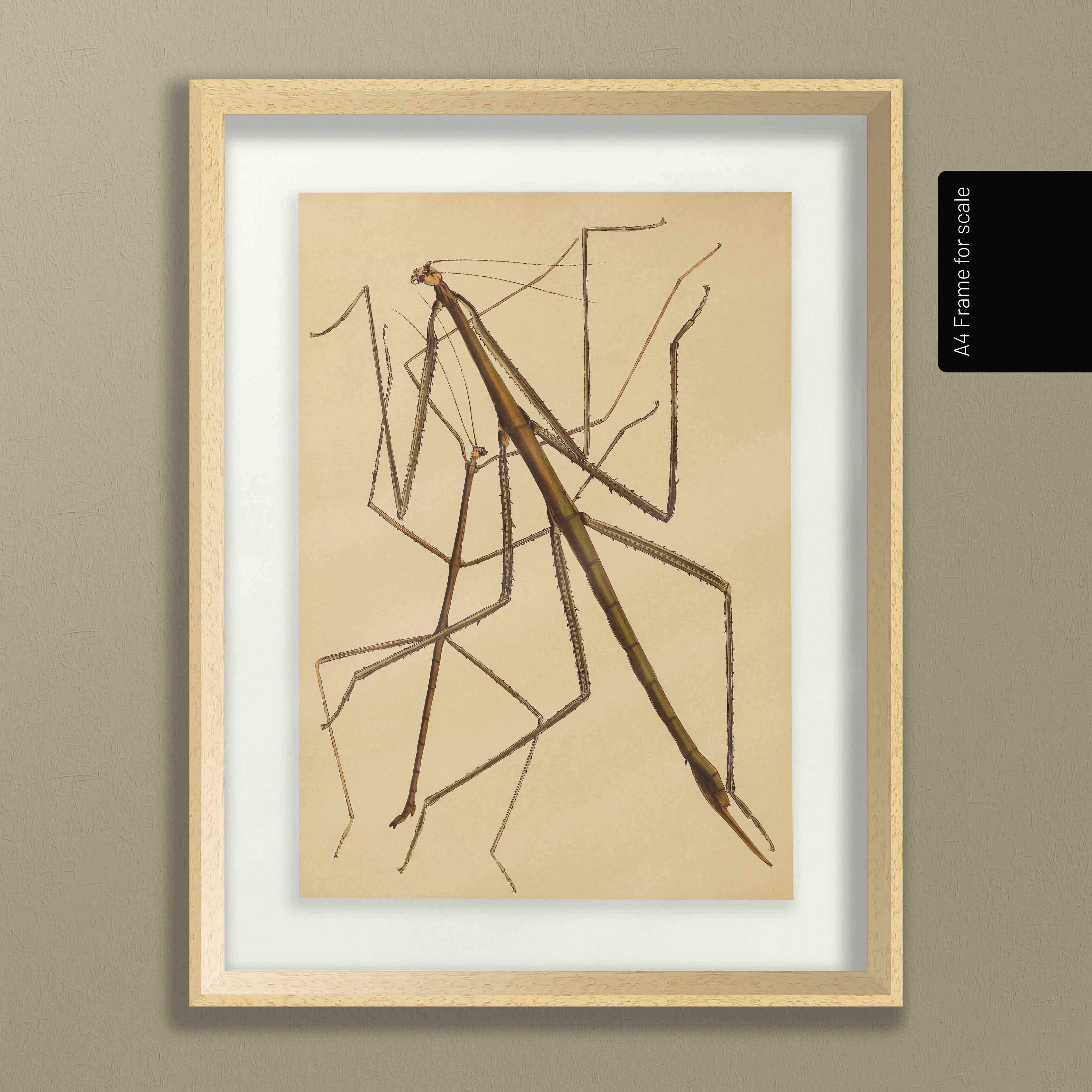 Natural History: Plate No. 74