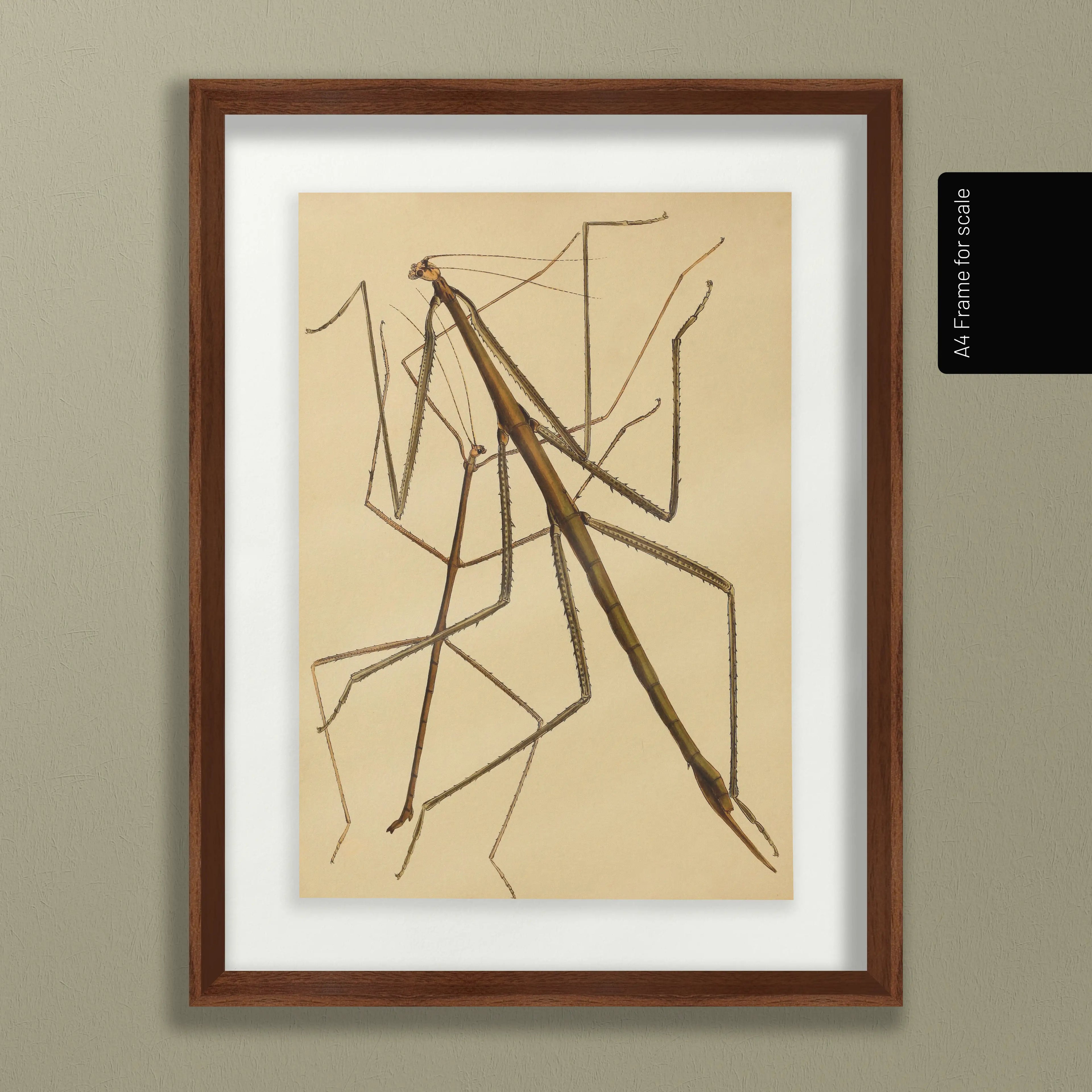 Natural History: Plate No. 74