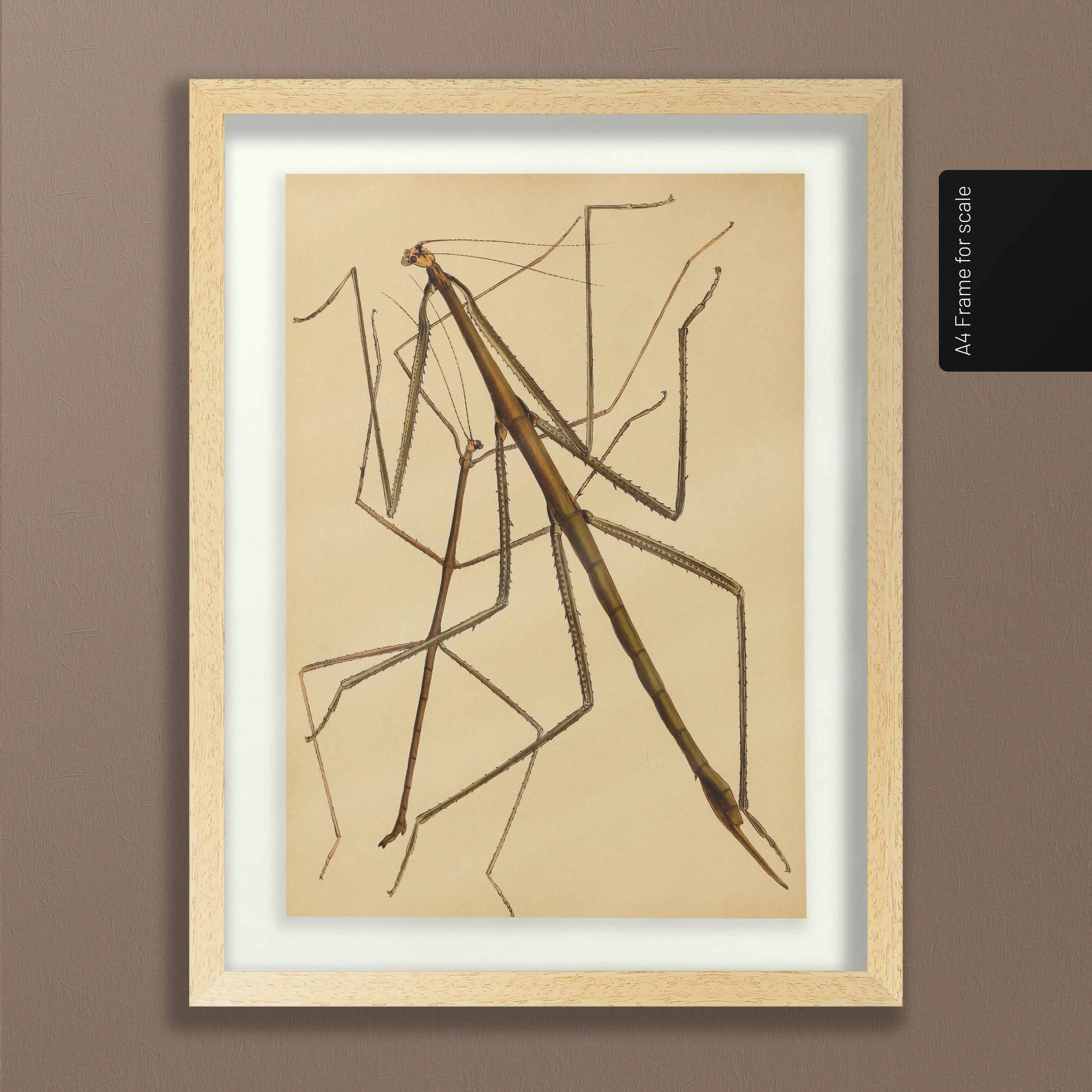 Natural History: Plate No. 74