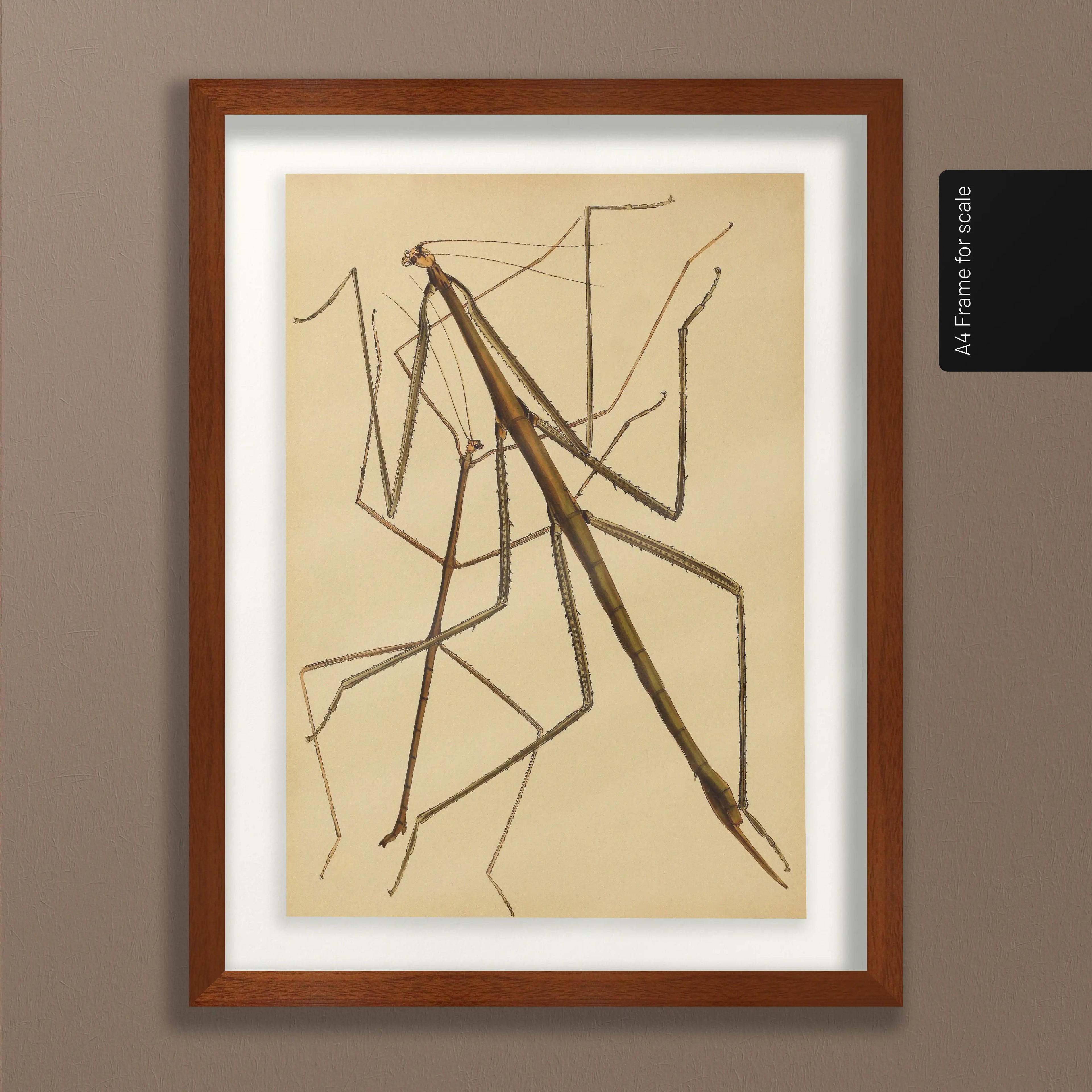 Natural History: Plate No. 74