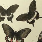 Natural History: Plate No. 75