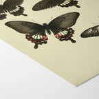 Natural History: Plate No. 75