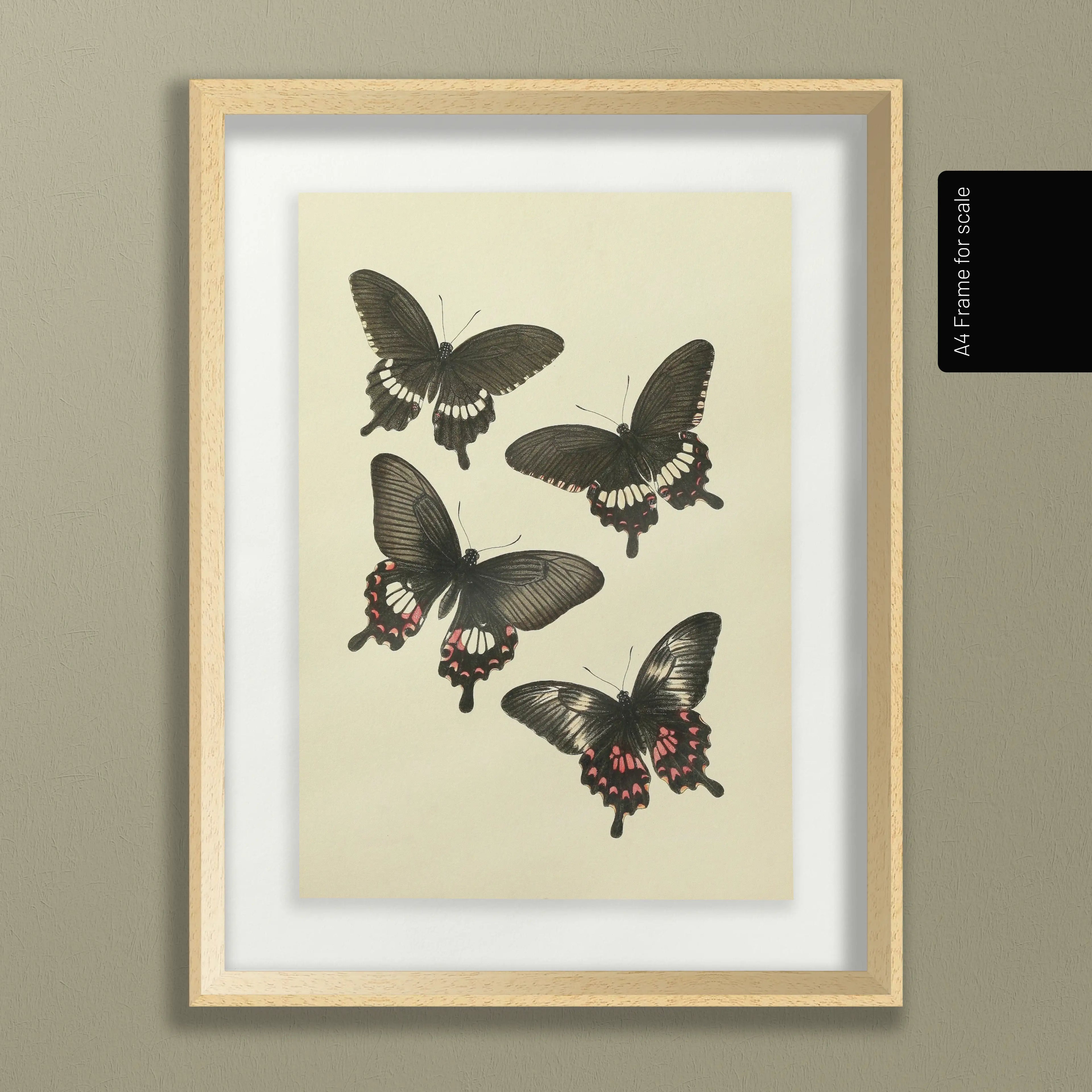 Natural History: Plate No. 75