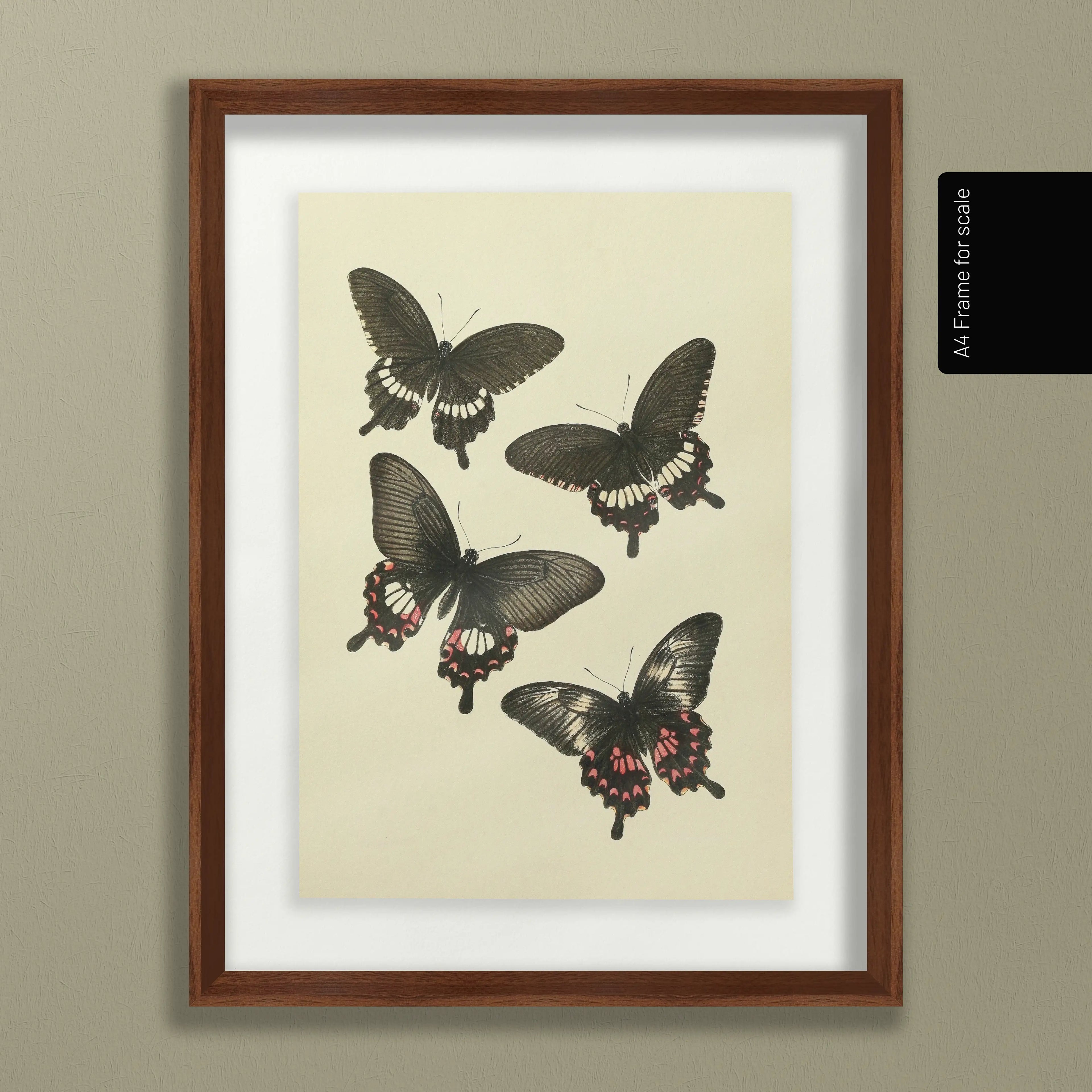 Natural History: Plate No. 75