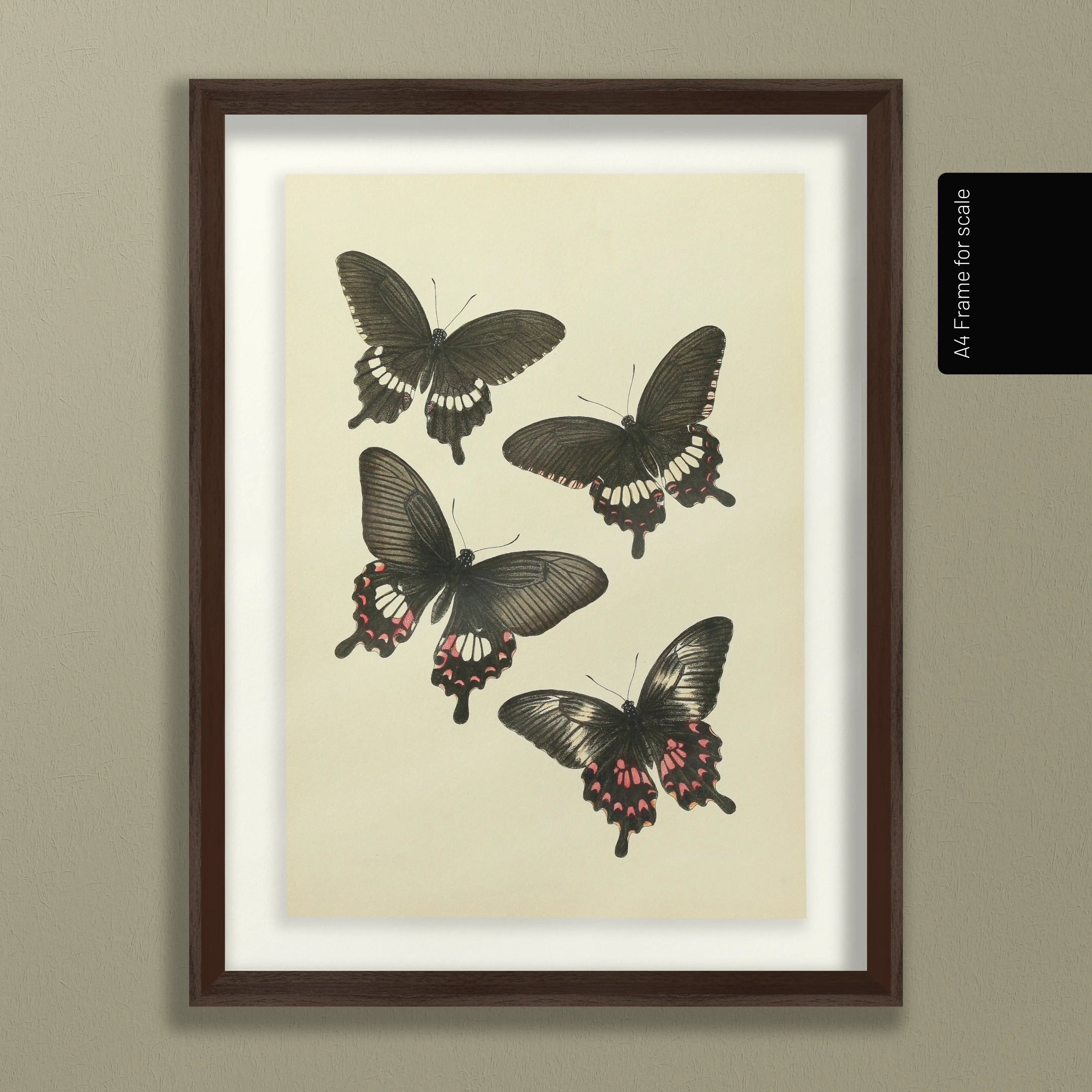 Natural History: Plate No. 75