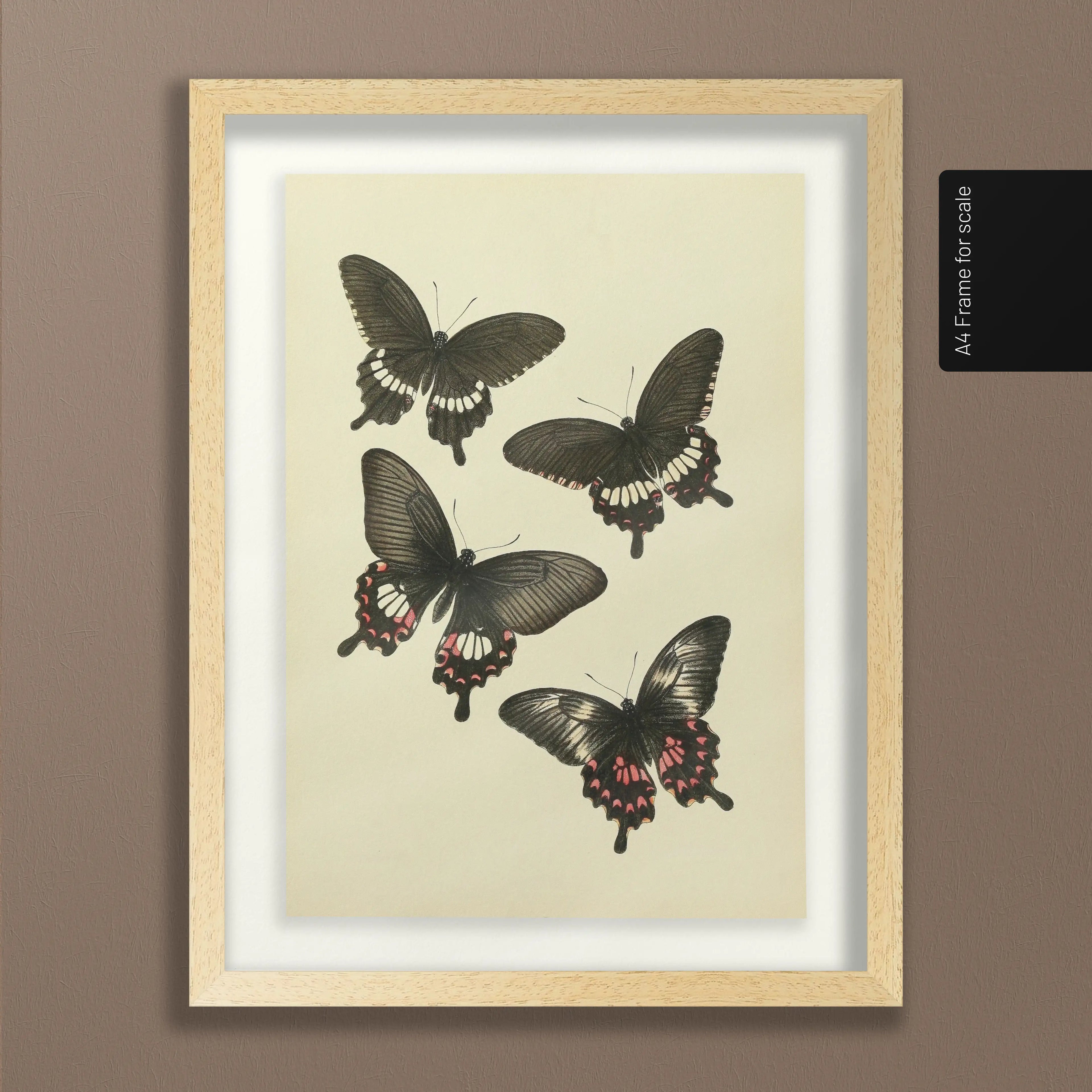 Natural History: Plate No. 75