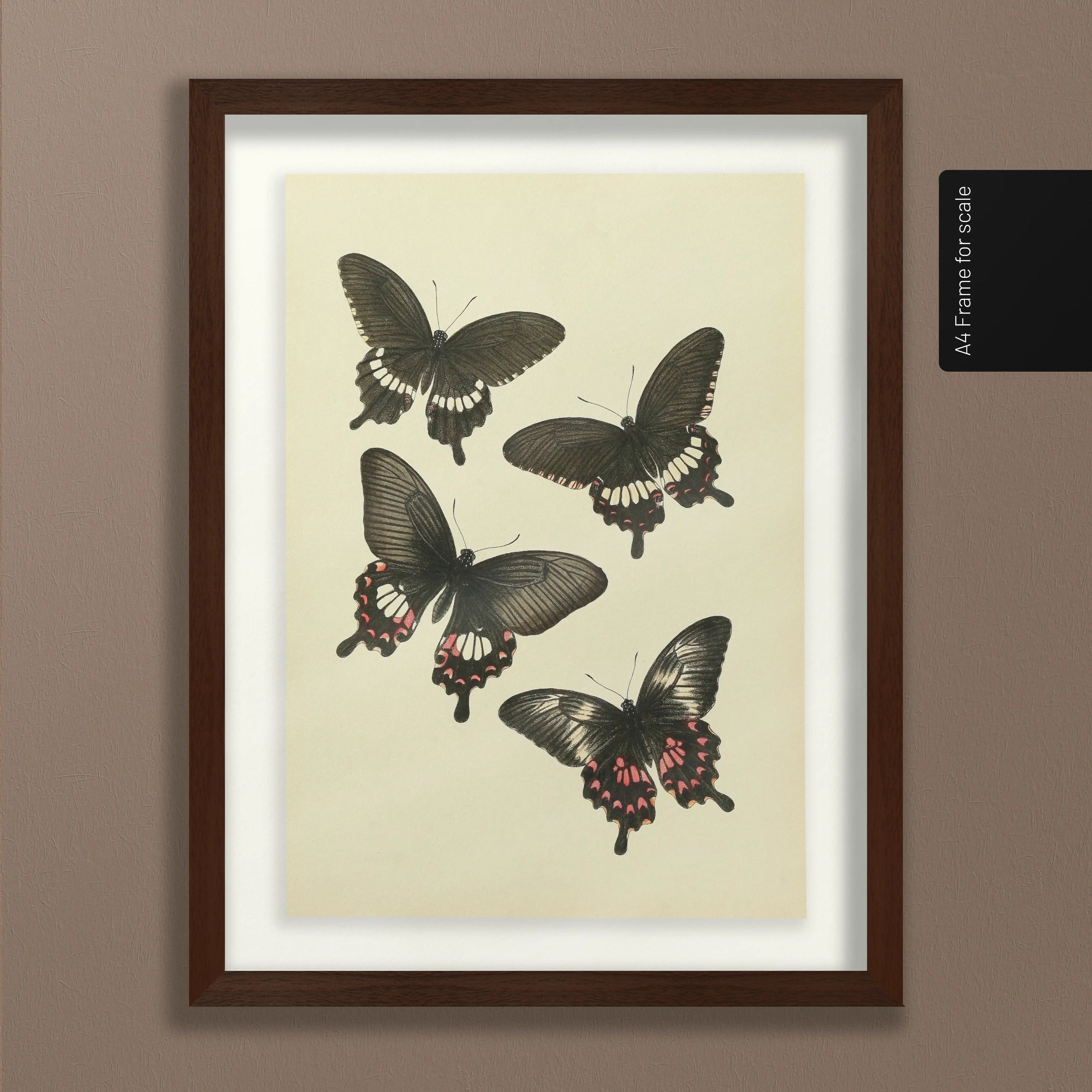 Natural History: Plate No. 75