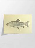 Natural History: Plate No. 76