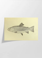Natural History: Plate No. 76