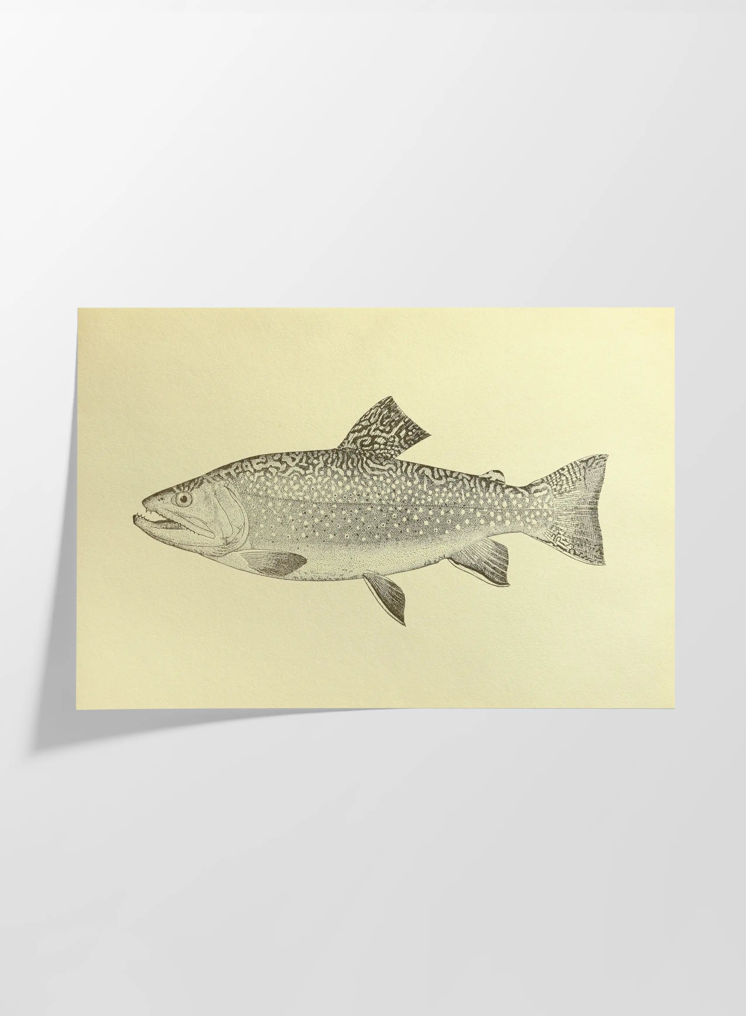 Natural History: Plate No. 76