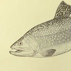 Natural History: Plate No. 76
