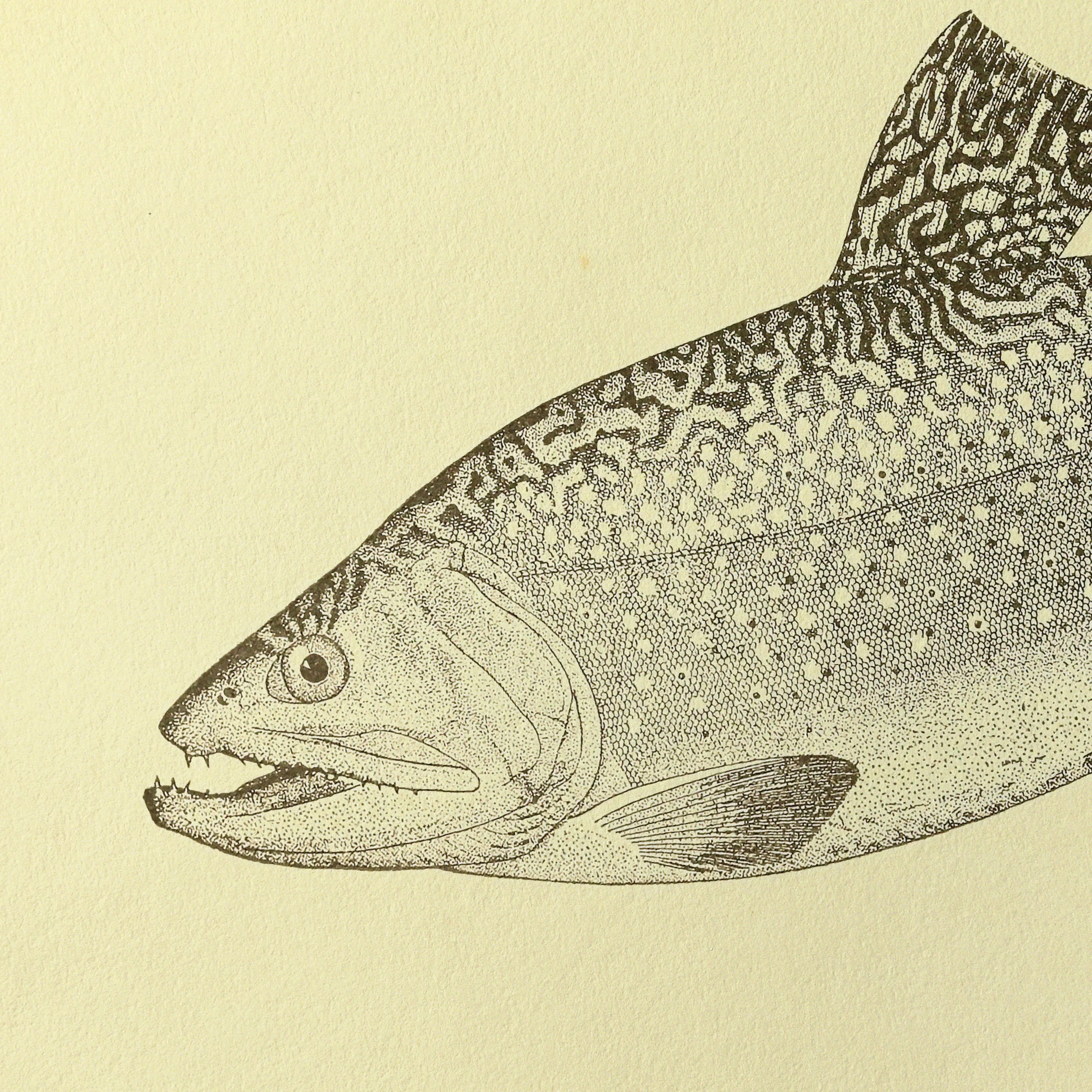 Natural History: Plate No. 76