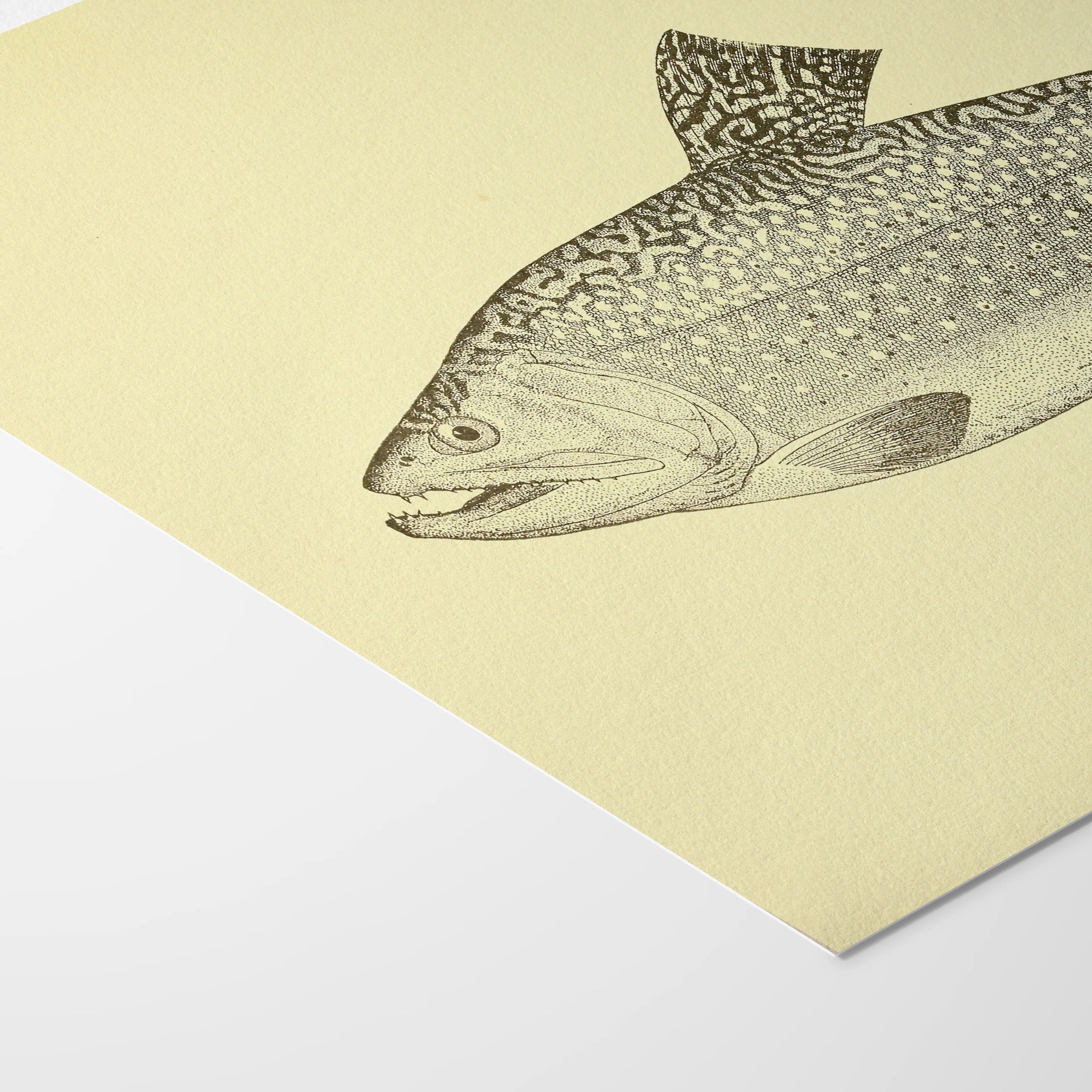 Natural History: Plate No. 76