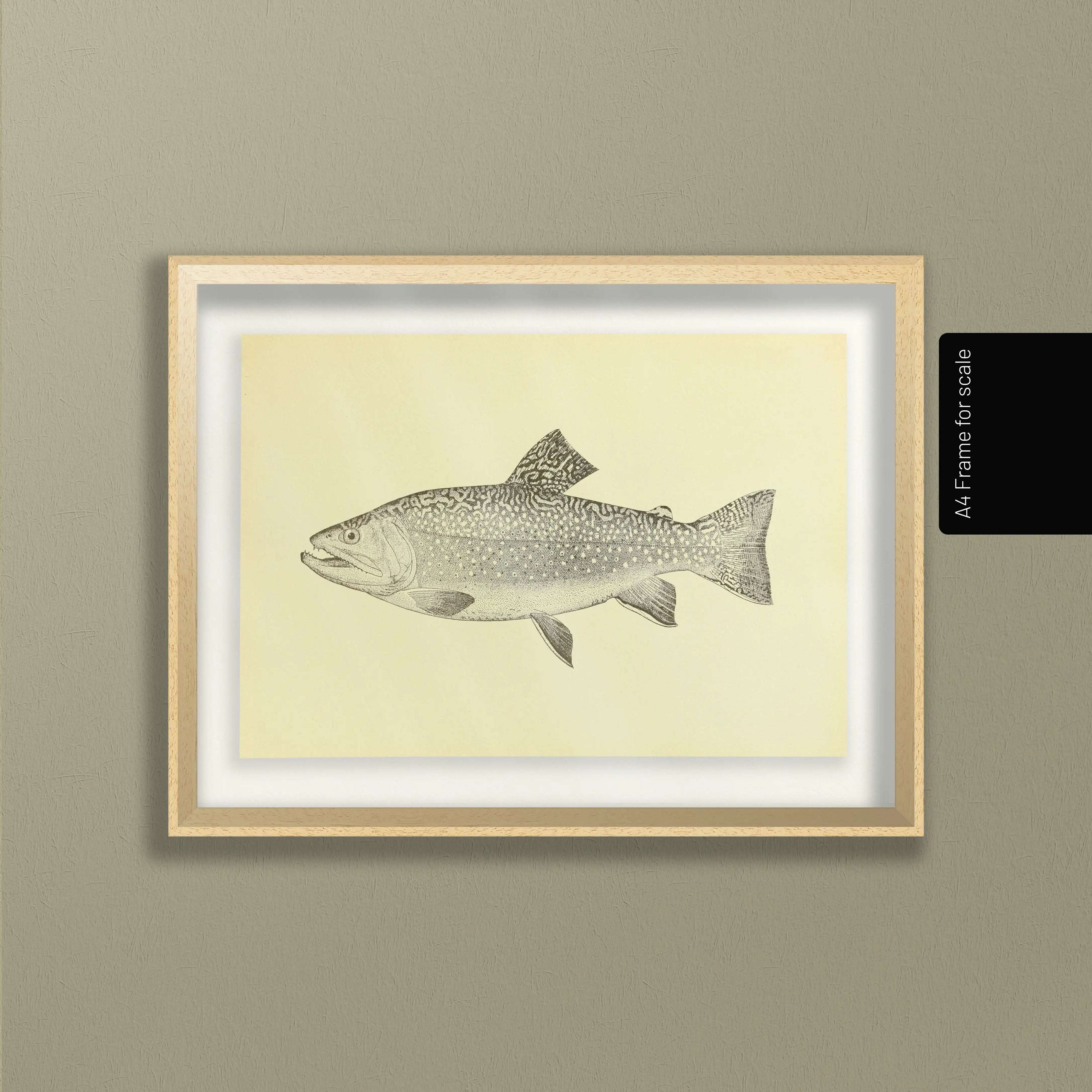 Natural History: Plate No. 76