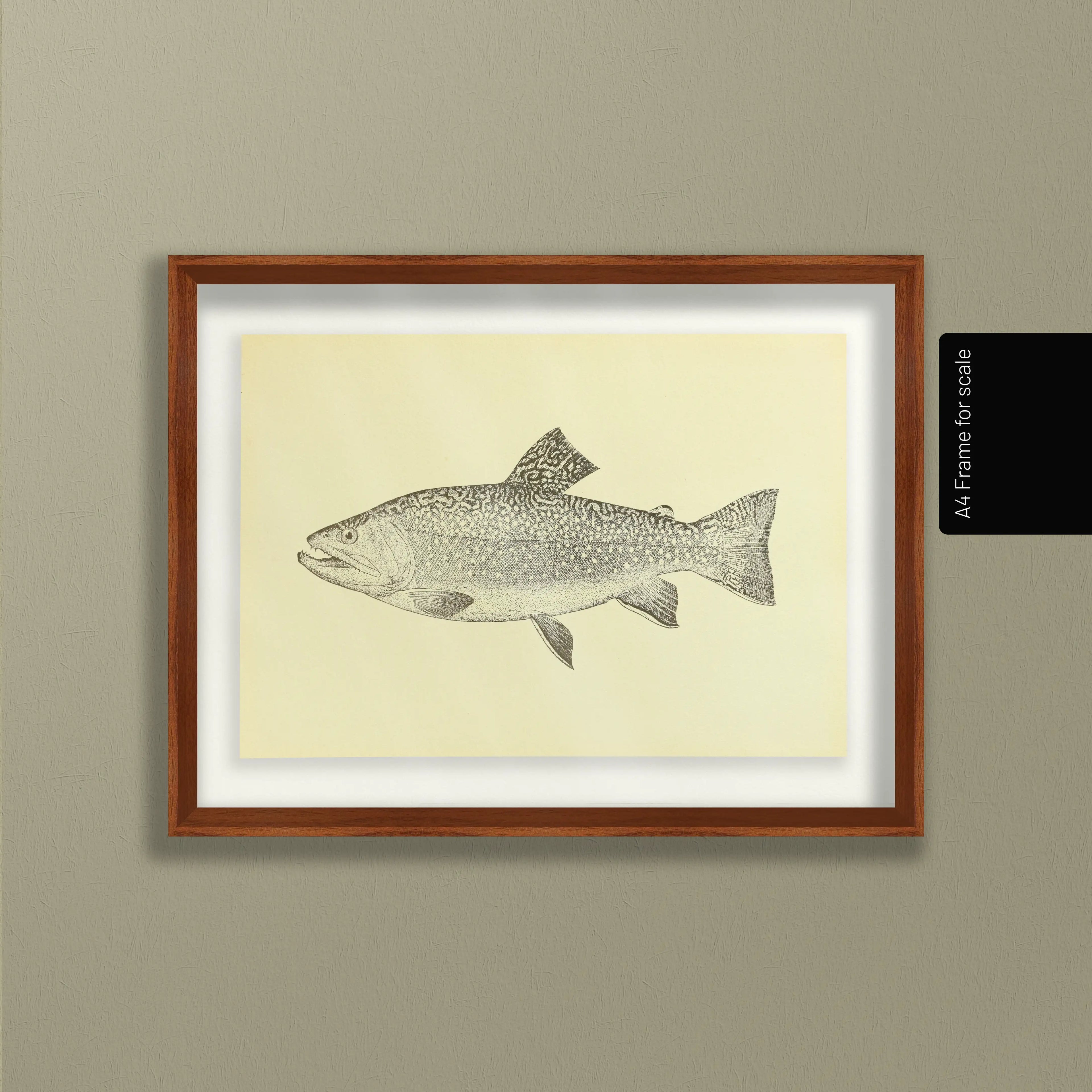 Natural History: Plate No. 76