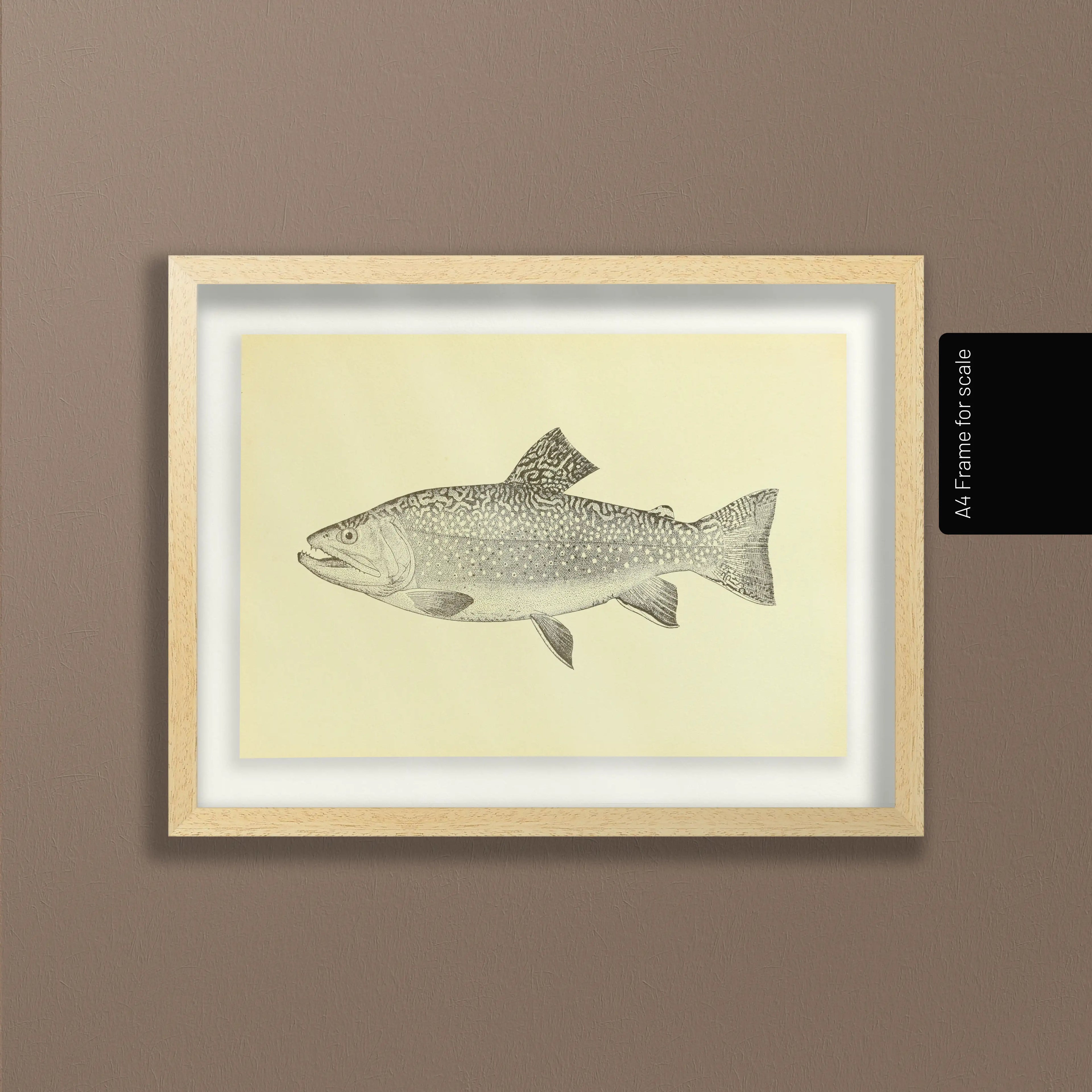 Natural History: Plate No. 76