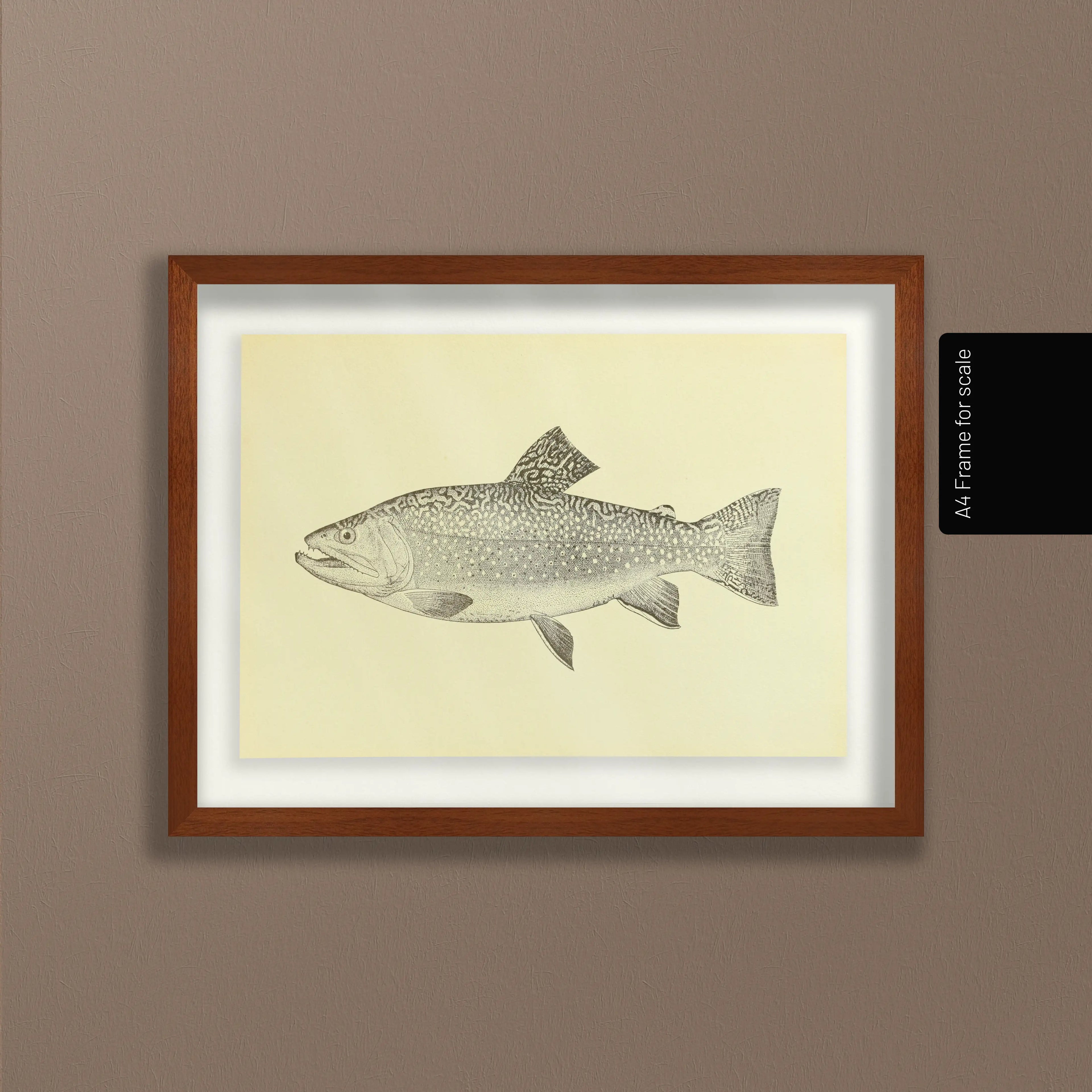 Natural History: Plate No. 76