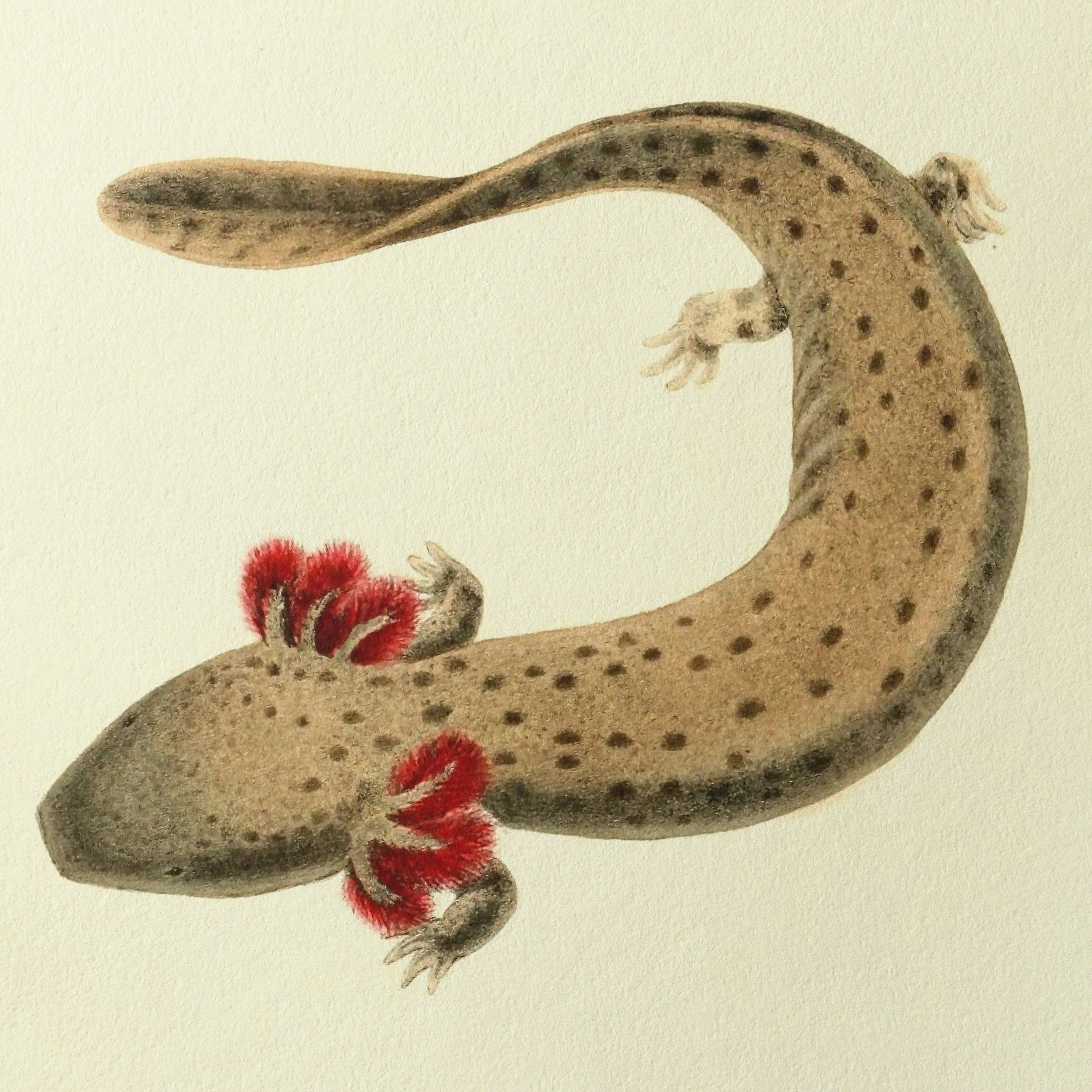 Natural History: Plate No. 77