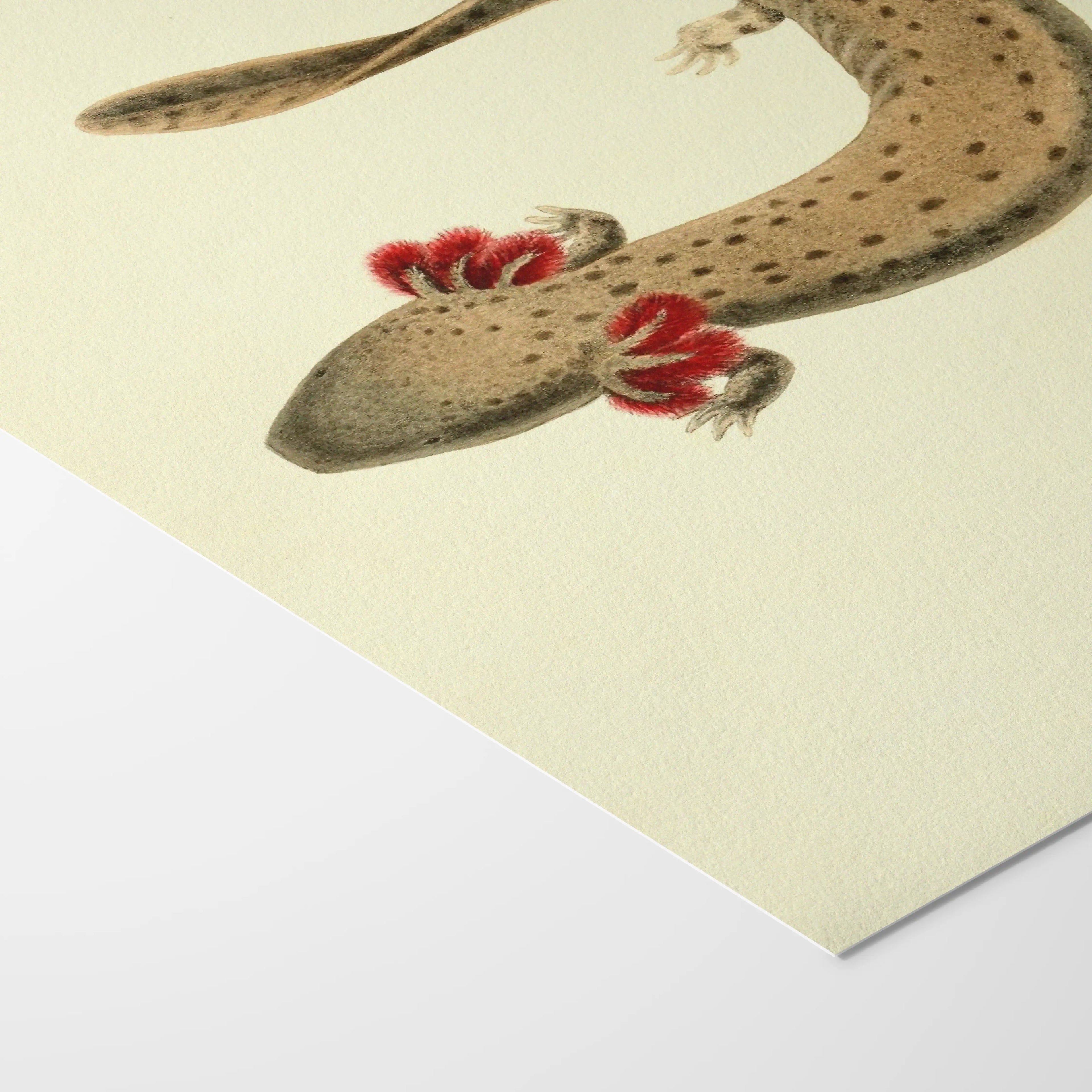 Natural History: Plate No. 77