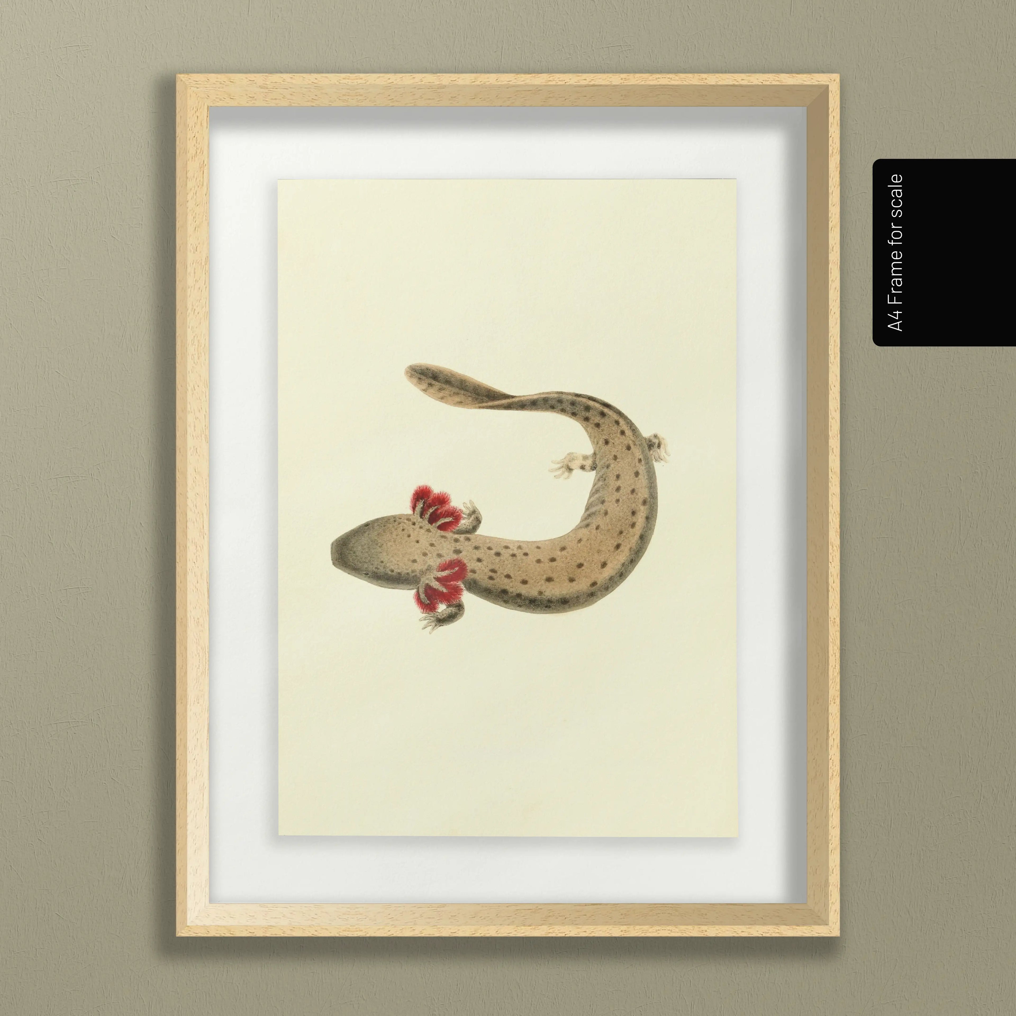 Natural History: Plate No. 77