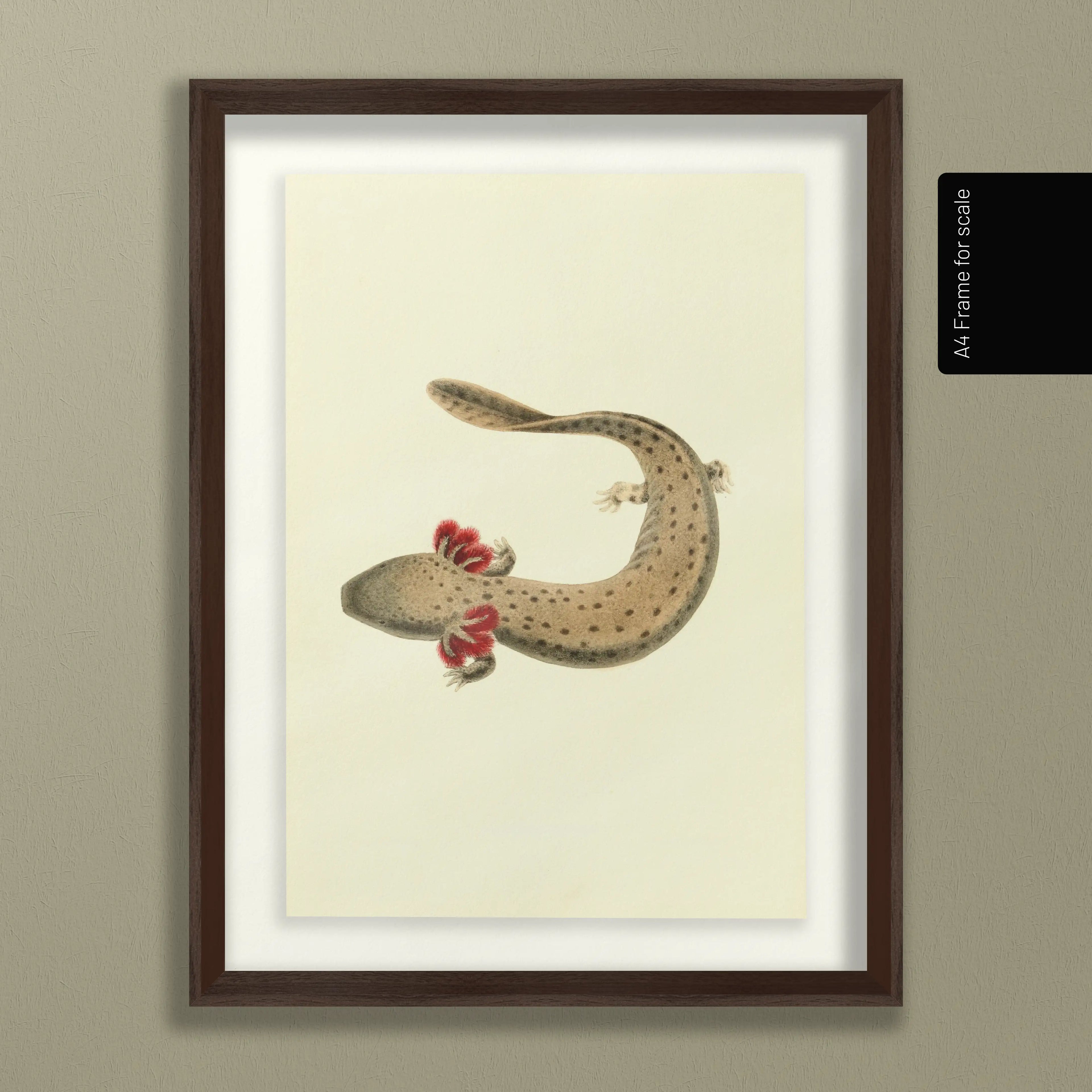 Natural History: Plate No. 77