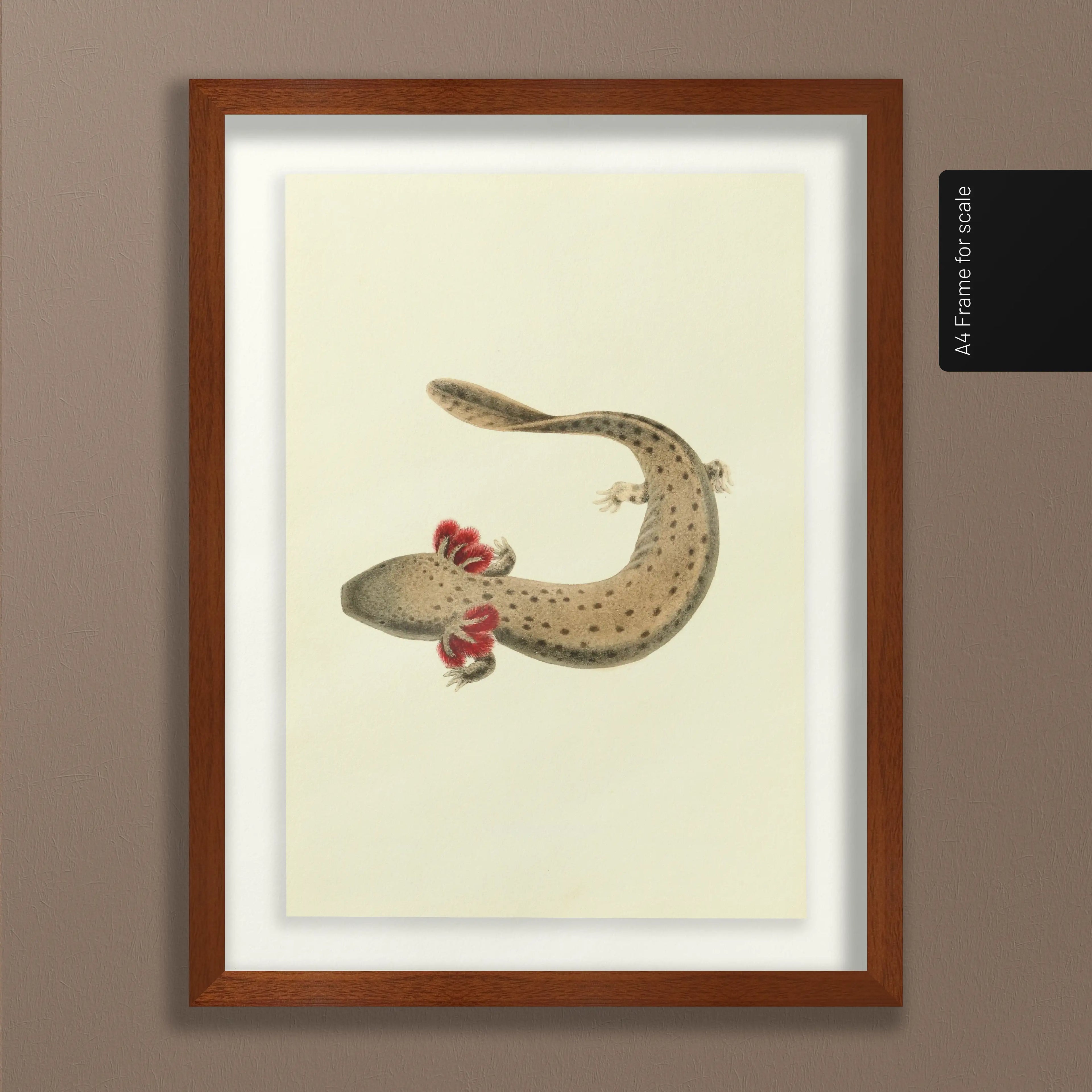 Natural History: Plate No. 77