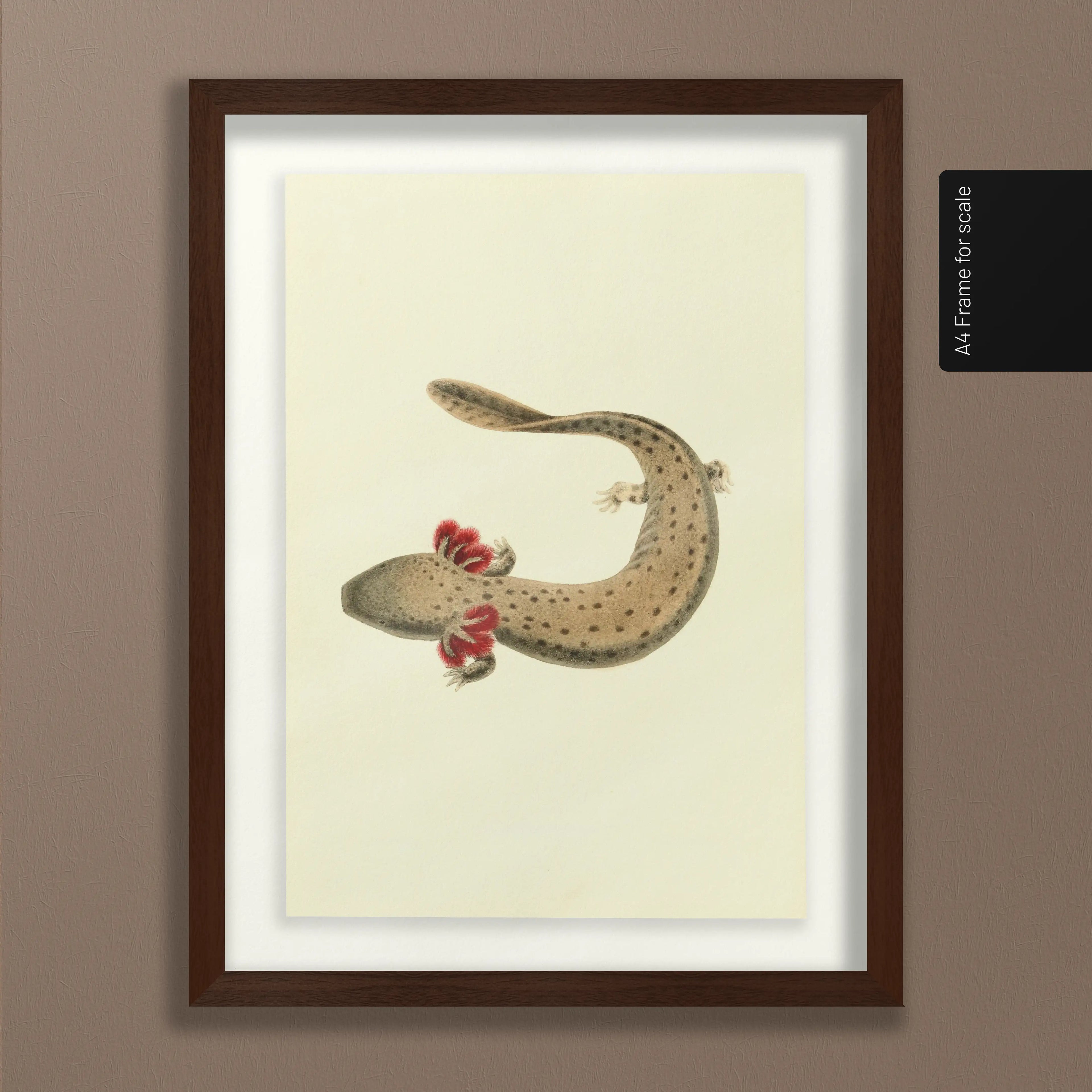 Natural History: Plate No. 77