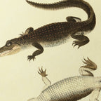 Natural History: Plate No. 78