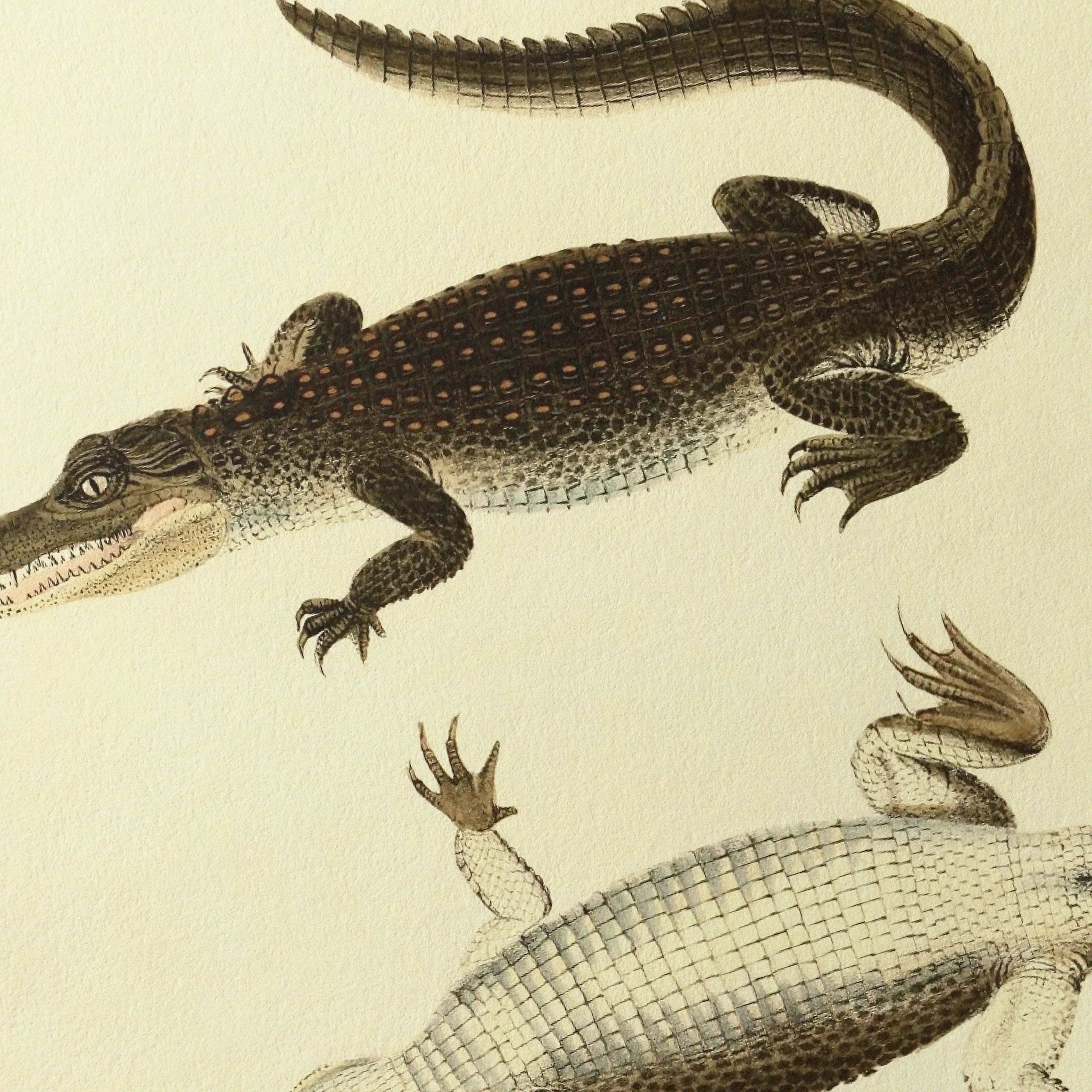 Natural History: Plate No. 78