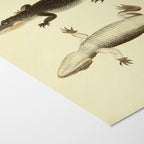 Natural History: Plate No. 78
