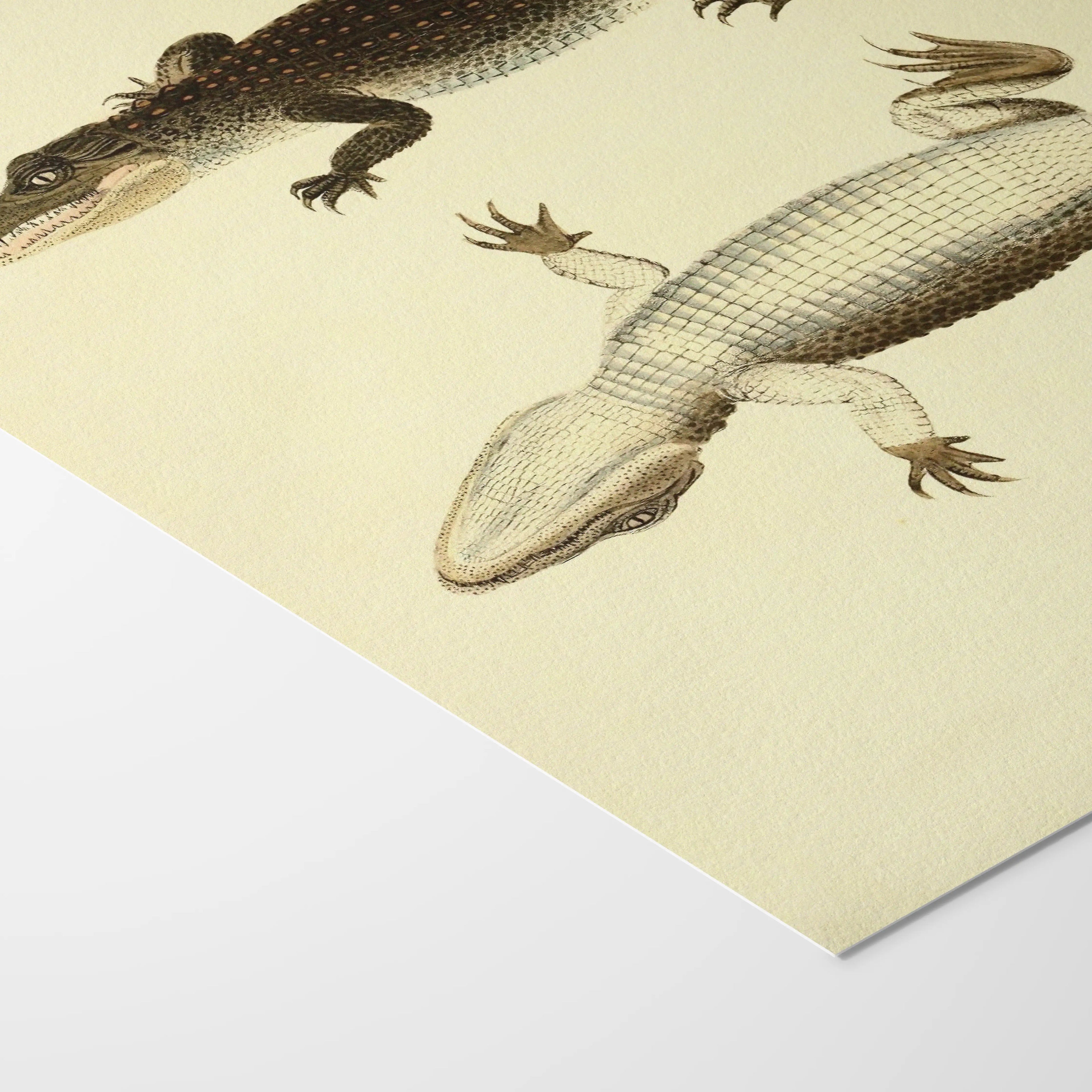 Natural History: Plate No. 78